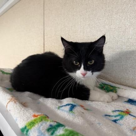 Mira, Adoptable, Kitten Female Domestic Medium Hair.