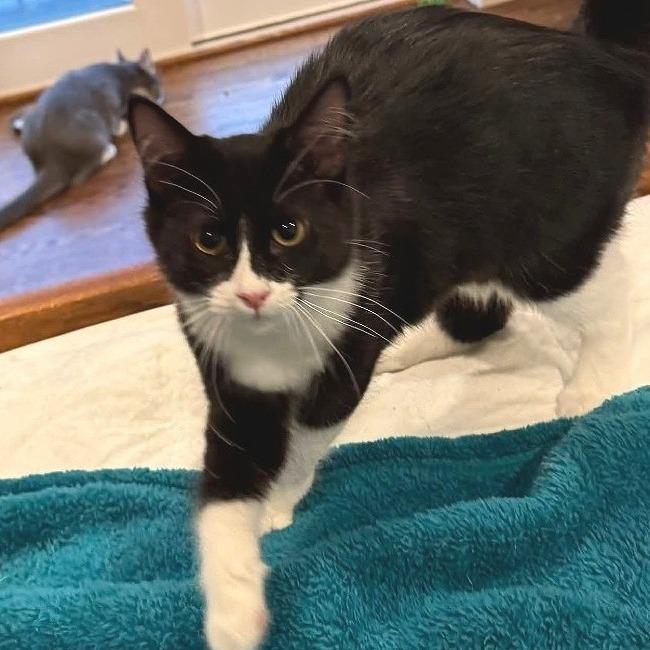 Enlarge Mira, a Adoptable Domestic Medium Hair in Washougal, WA image 2/2