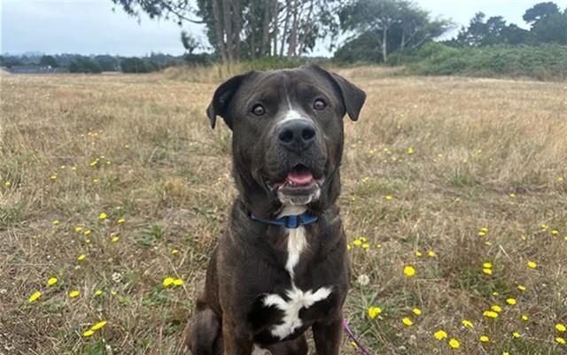 CAPTAIN, Adoptable, Young Male Pit Bull Terrier & Mixed Breed.