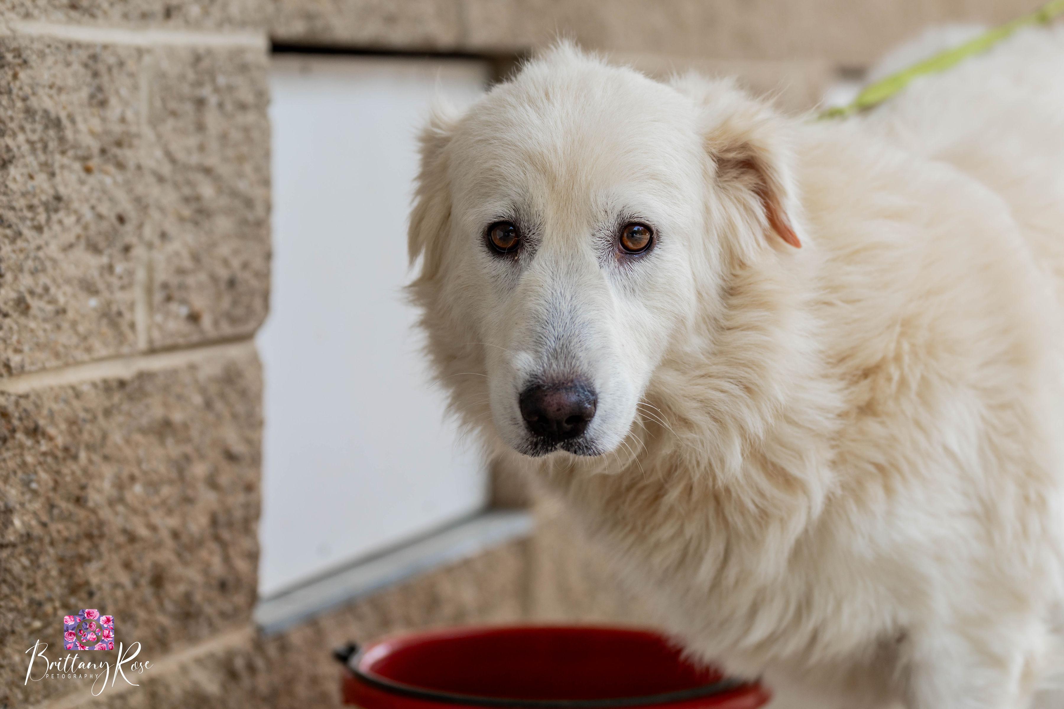 Enlarge Eden, a Adoptable Maremma Sheepdog in Powhatan, VA image 2/3