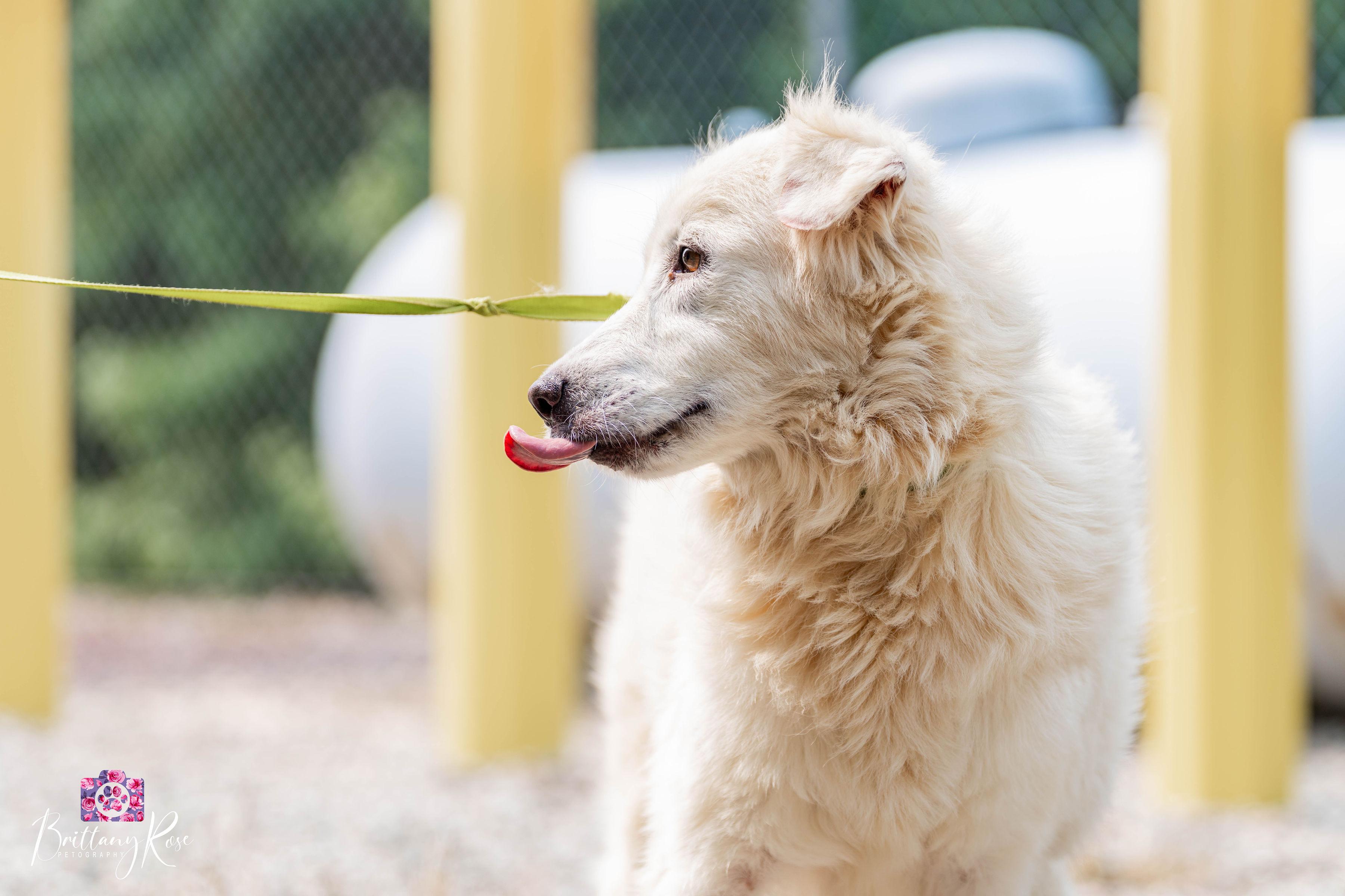 Enlarge Eden, a Adoptable Maremma Sheepdog in Powhatan, VA image 3/3