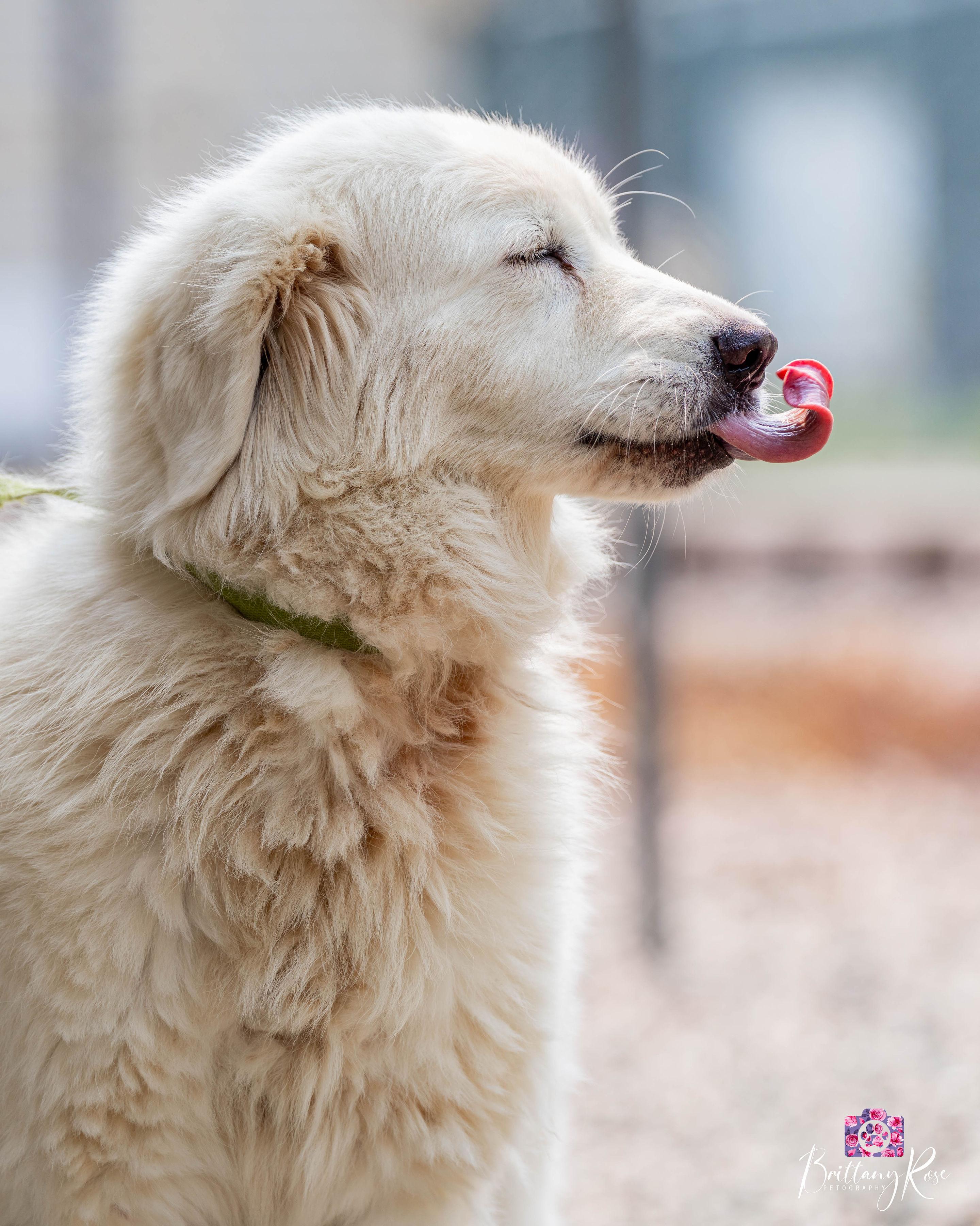 Eden, ADOPTABLE, Adult Female Maremma Sheepdog.