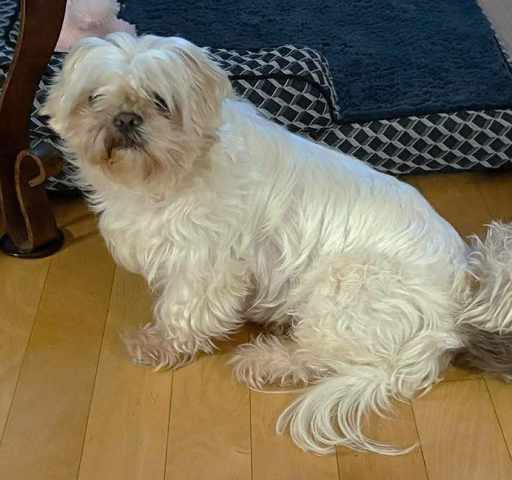 Giovanni TX, Adoptable, Senior Male Shih Tzu.