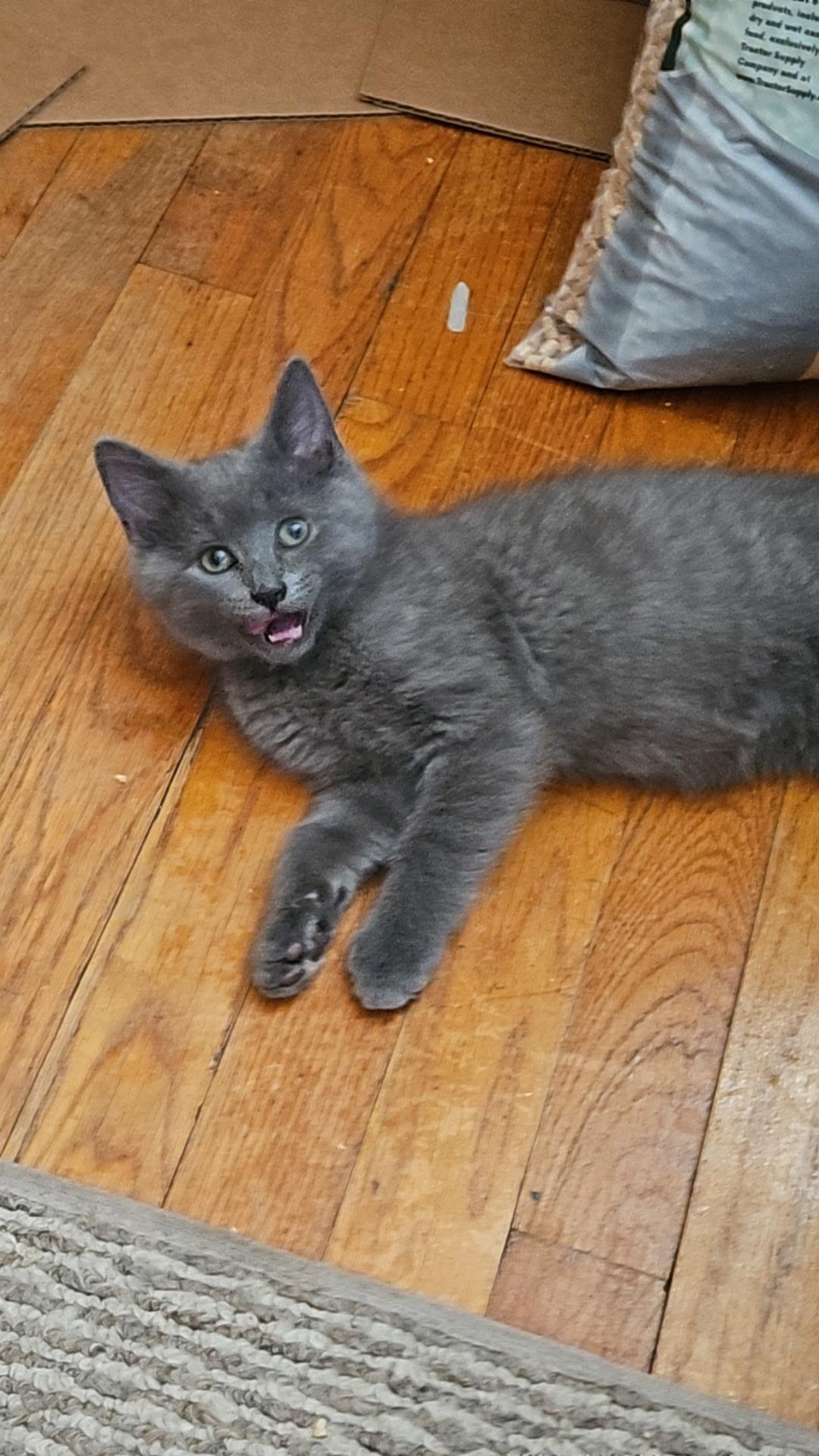 Big Mac , adopted, Kitten Male Russian Blue.