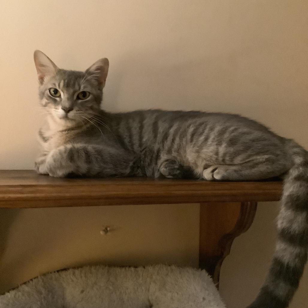 Enlarge Mario, a Adoptable Domestic Short Hair in Irwin, PA image 1/2