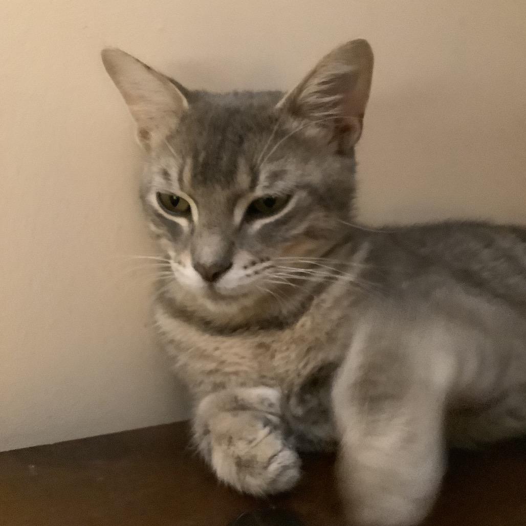 Enlarge Mario, a Adoptable Domestic Short Hair in Irwin, PA image 2/2