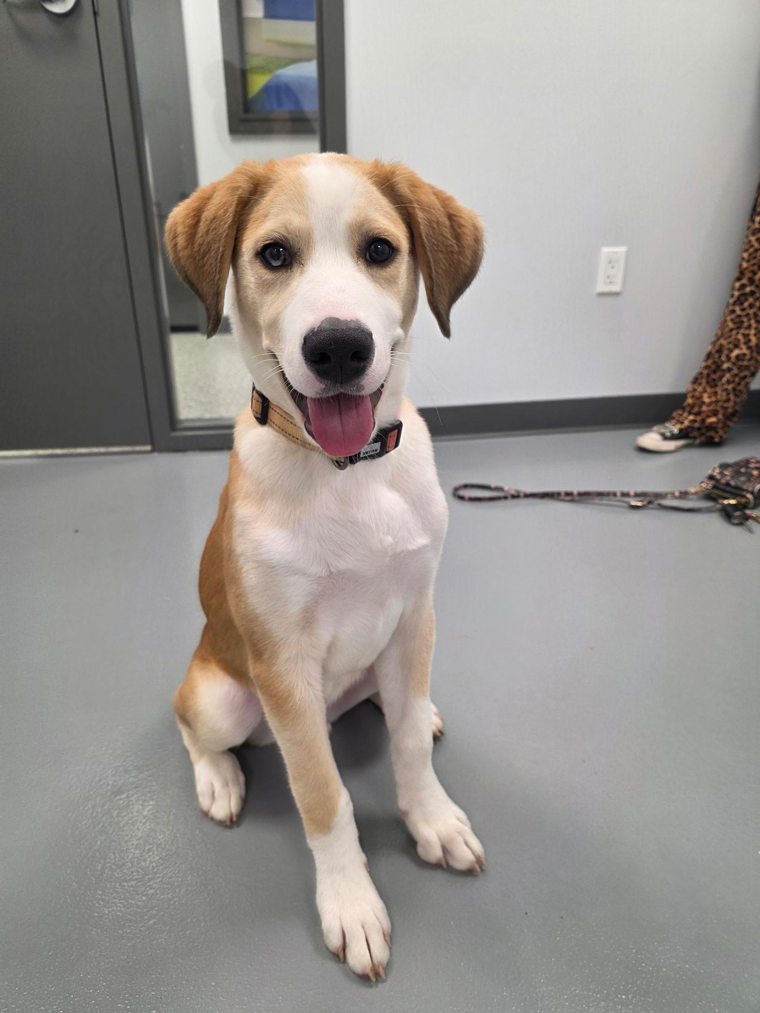 Enlarge Denali - In Foster, a Adoptable mixed breed in Kalamazoo, MI image 3/5