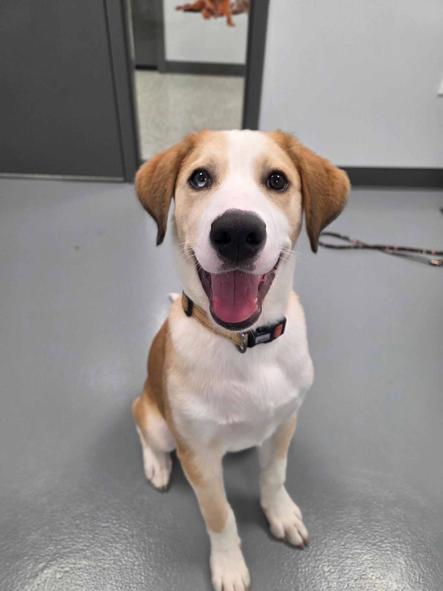 Enlarge Denali - In Foster, a Adoptable mixed breed in Kalamazoo, MI image 1/5