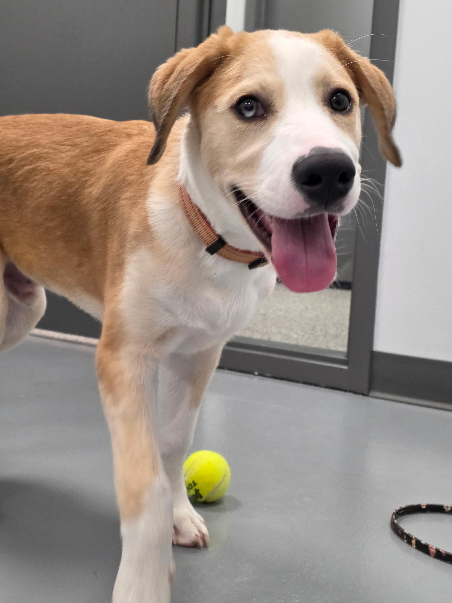 Enlarge Denali - In Foster, a Adoptable mixed breed in Kalamazoo, MI image 2/5