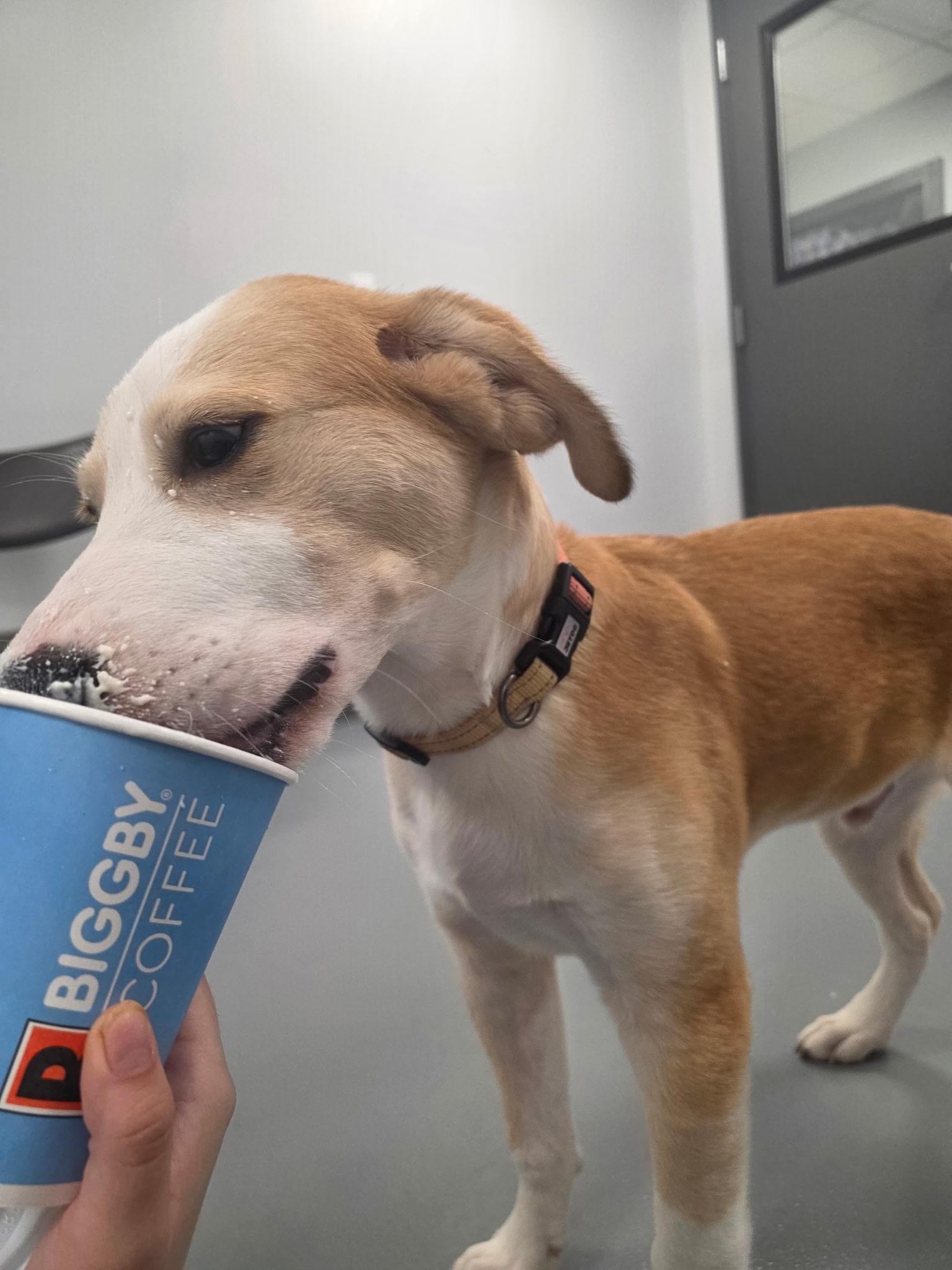 Enlarge Denali - In Foster, a Adoptable mixed breed in Kalamazoo, MI image 5/5