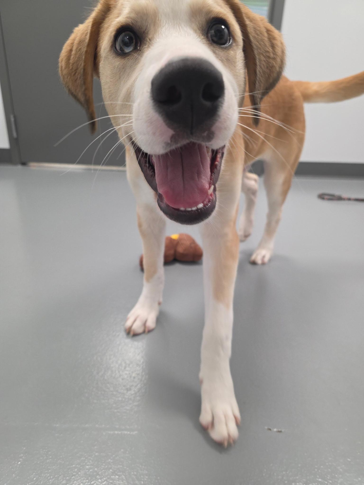 Enlarge Denali - In Foster, a Adoptable mixed breed in Kalamazoo, MI image 4/5