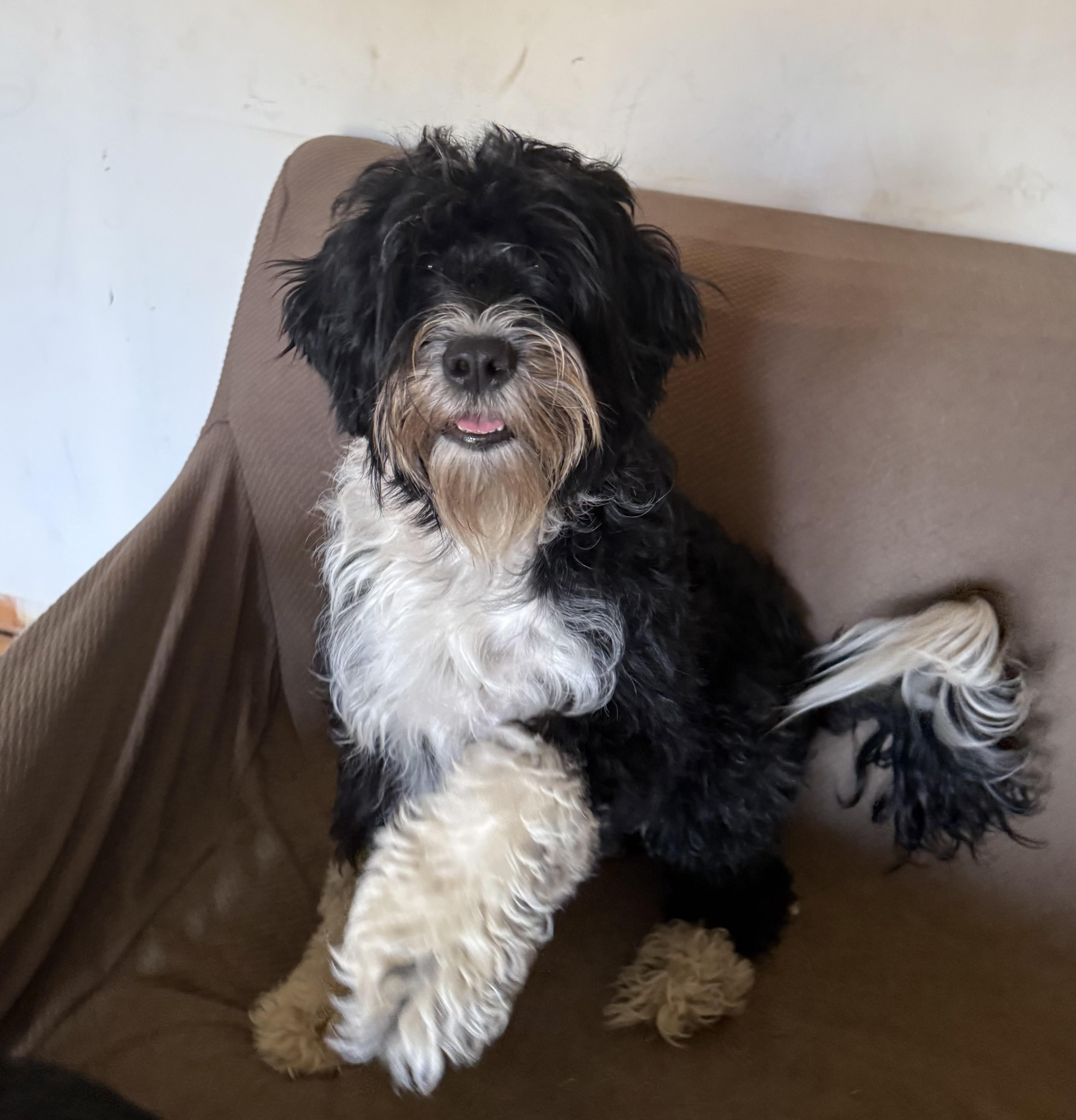 Enlarge Tikka Sue, a Adopted Portuguese Water Dog in Friendship, NY image 1/4