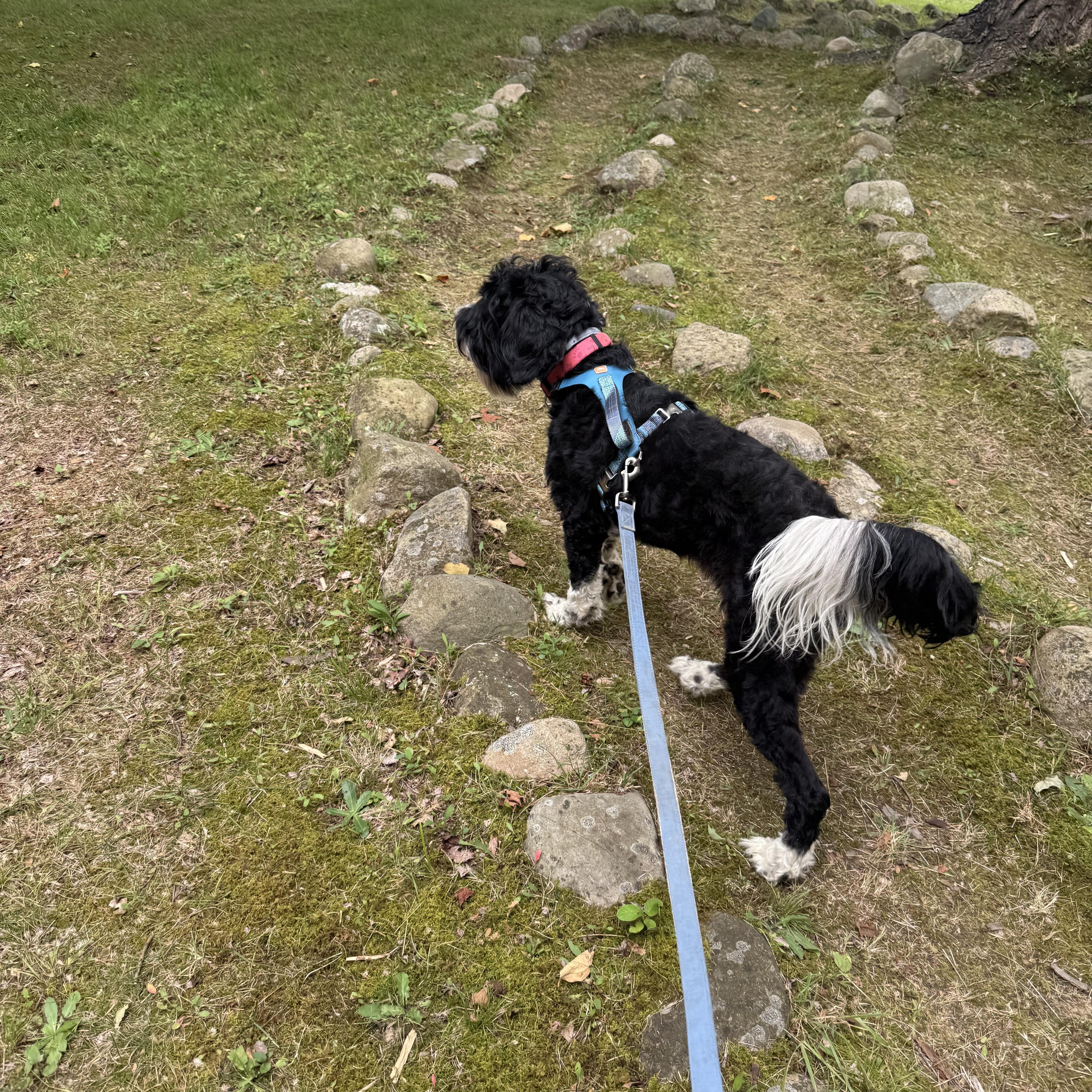 Enlarge Tikka Sue, a Adopted Portuguese Water Dog in Friendship, NY image 3/4