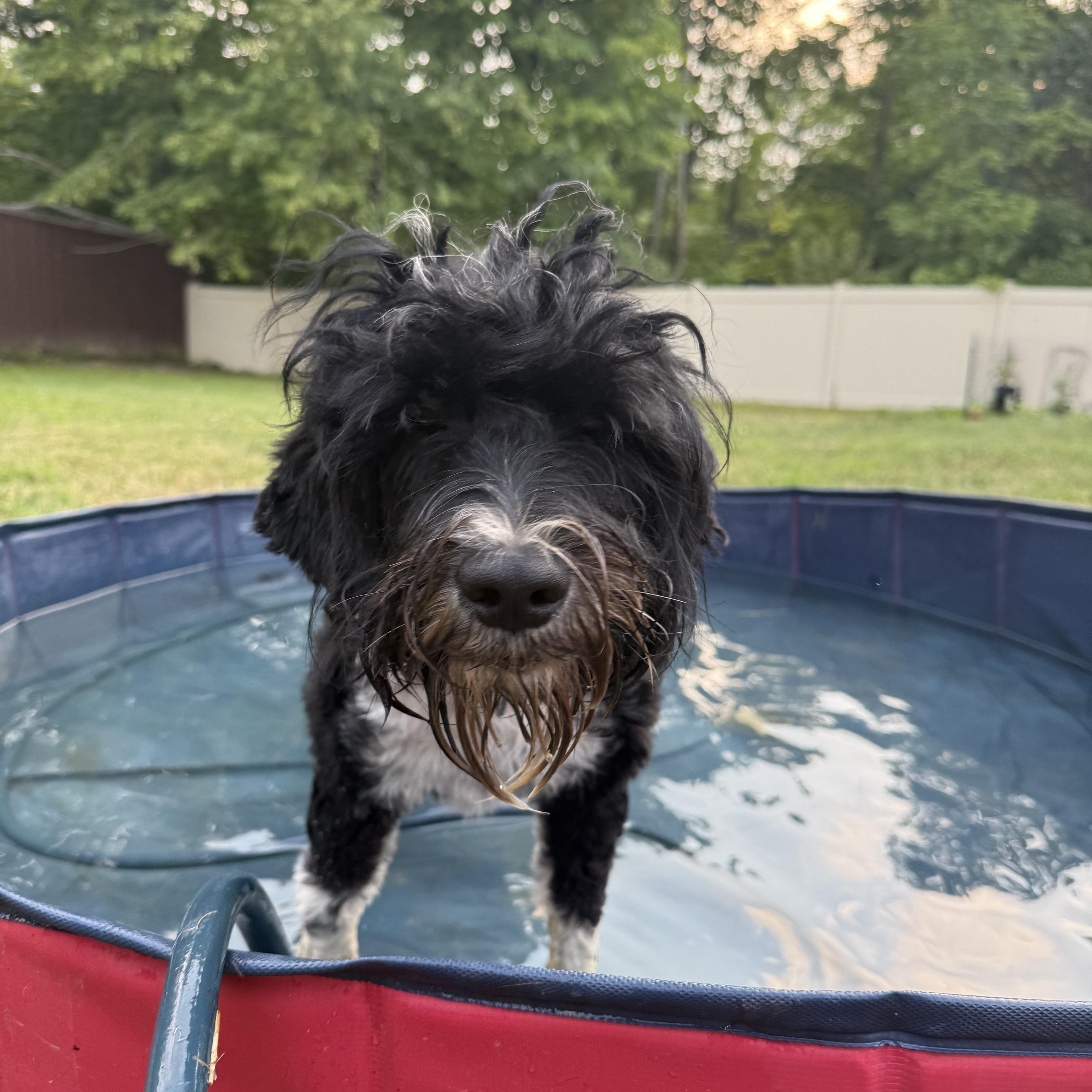 Enlarge Tikka Sue, a Adopted Portuguese Water Dog in Friendship, NY image 2/4