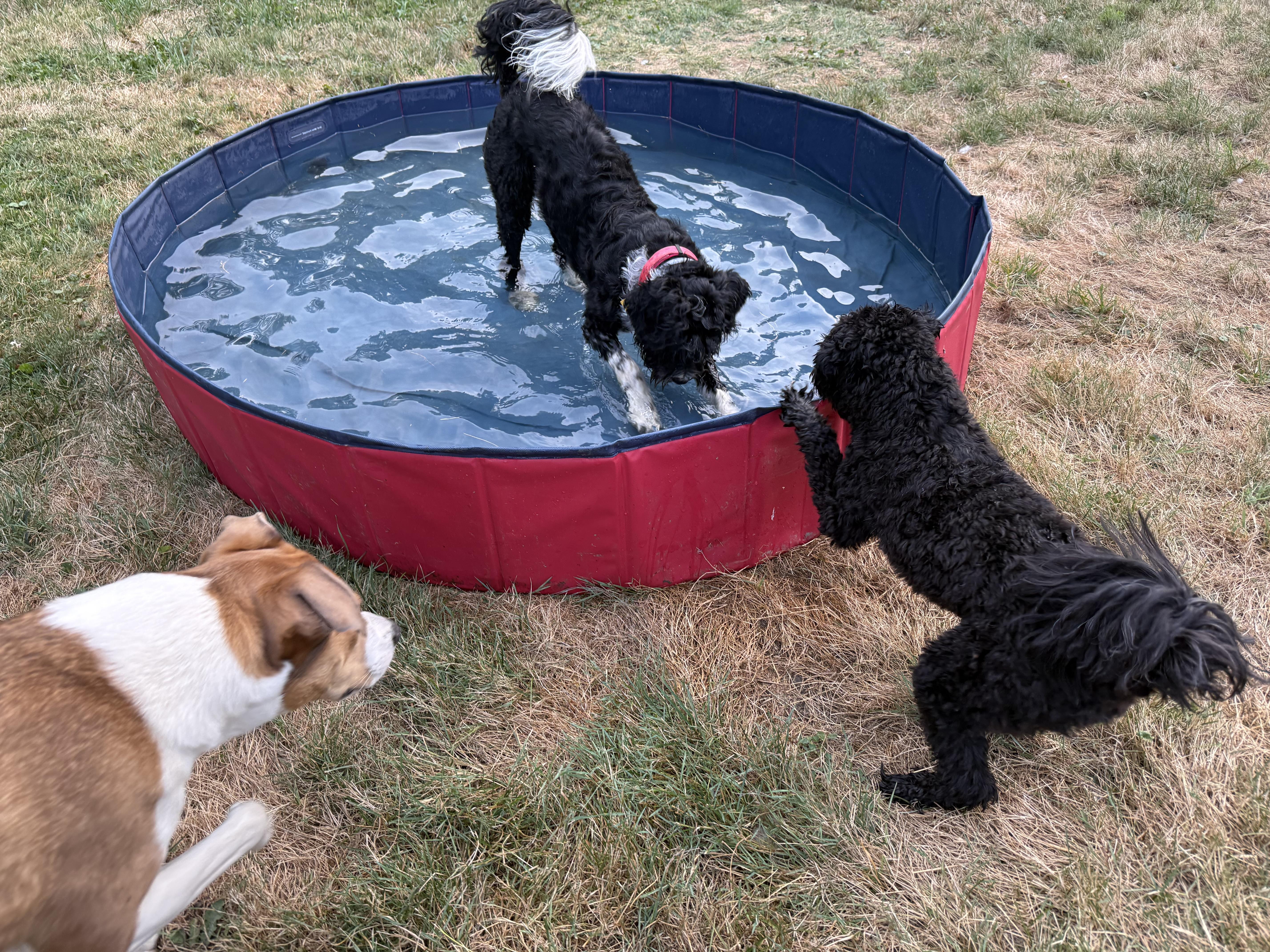 Enlarge Tikka Sue, a Adopted Portuguese Water Dog in Friendship, NY image 4/4