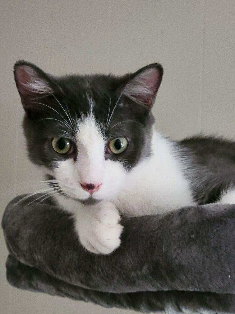 Gizmo, Adoptable, Young Male Tuxedo.