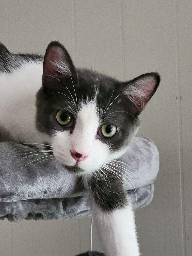 Gizmo, a Adoptable Tuxedo in Oakland Park, FL image 2/3