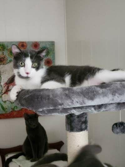 Gizmo, a Adoptable Tuxedo in Oakland Park, FL image 3/3