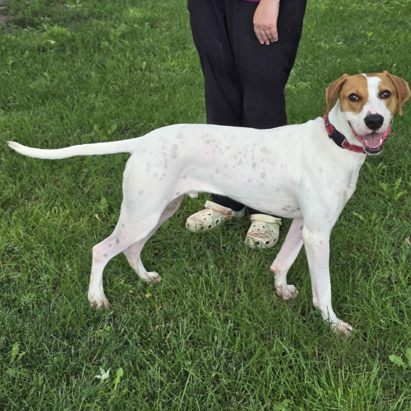 Gunner, Adoptable, Adult Male German Shorthaired Pointer.