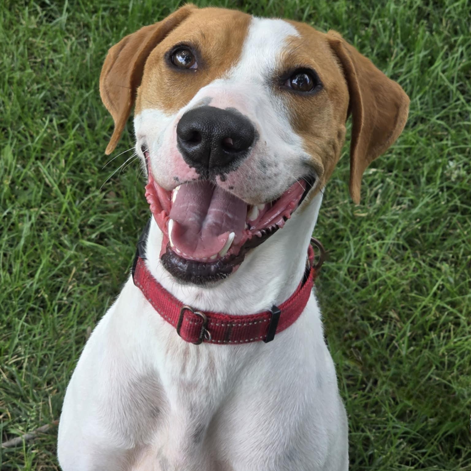 Enlarge Gunner, a Adoptable mixed breed in Waterloo, IA image 2/3