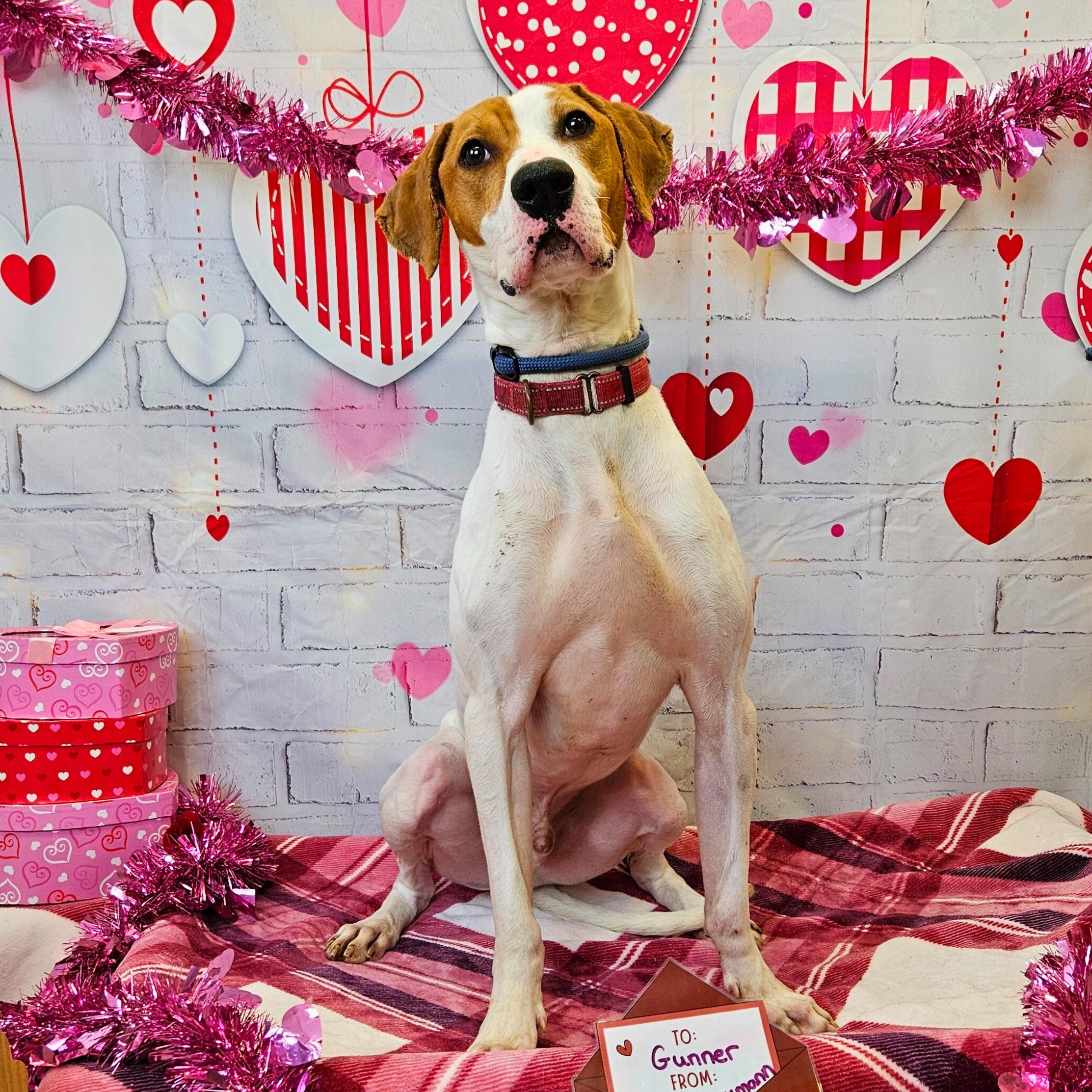 Gunner, Adoptable, Adult Male German Shorthaired Pointer.