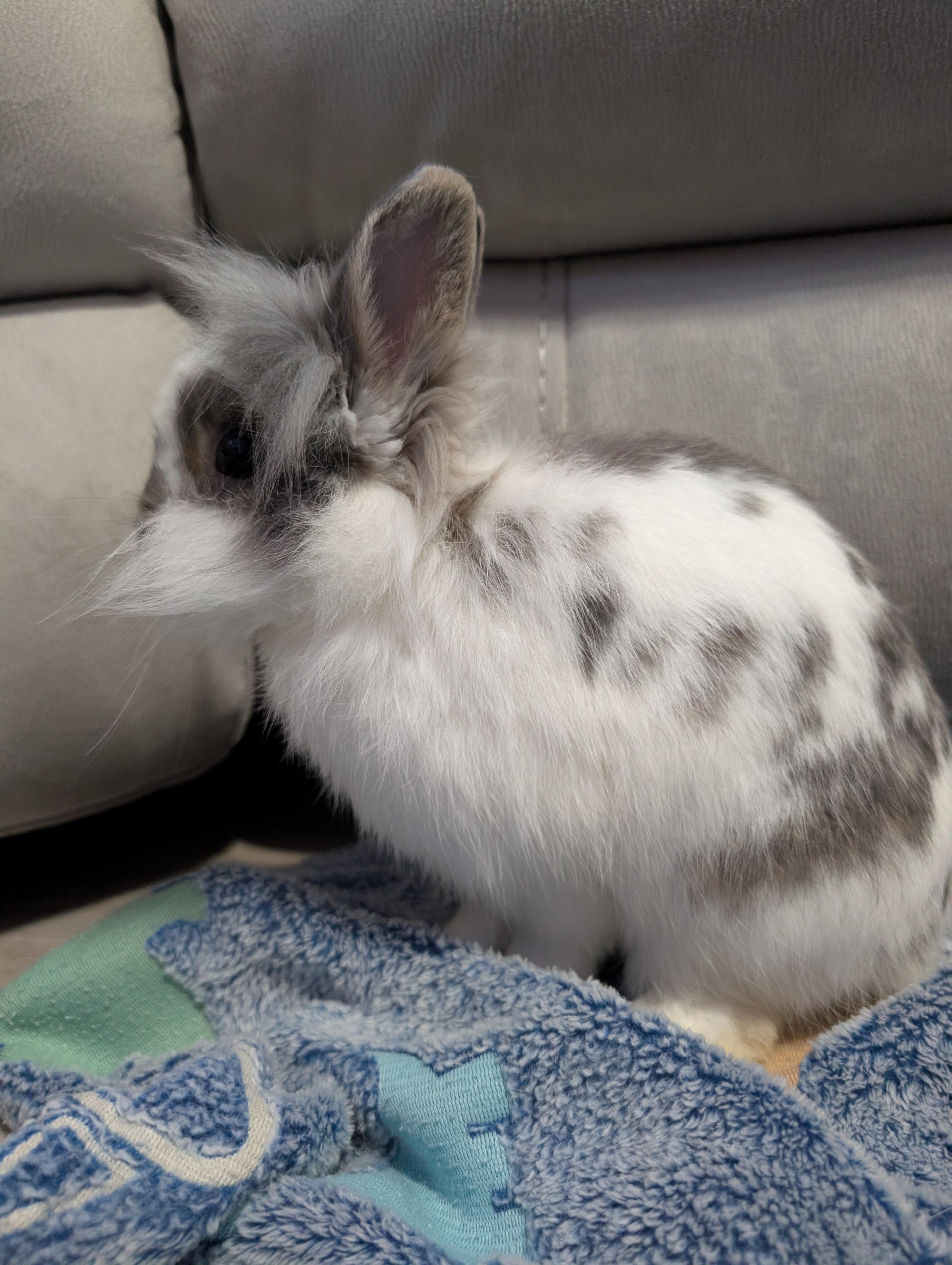 Blank, adopted, Adult Male Lionhead & Dwarf.