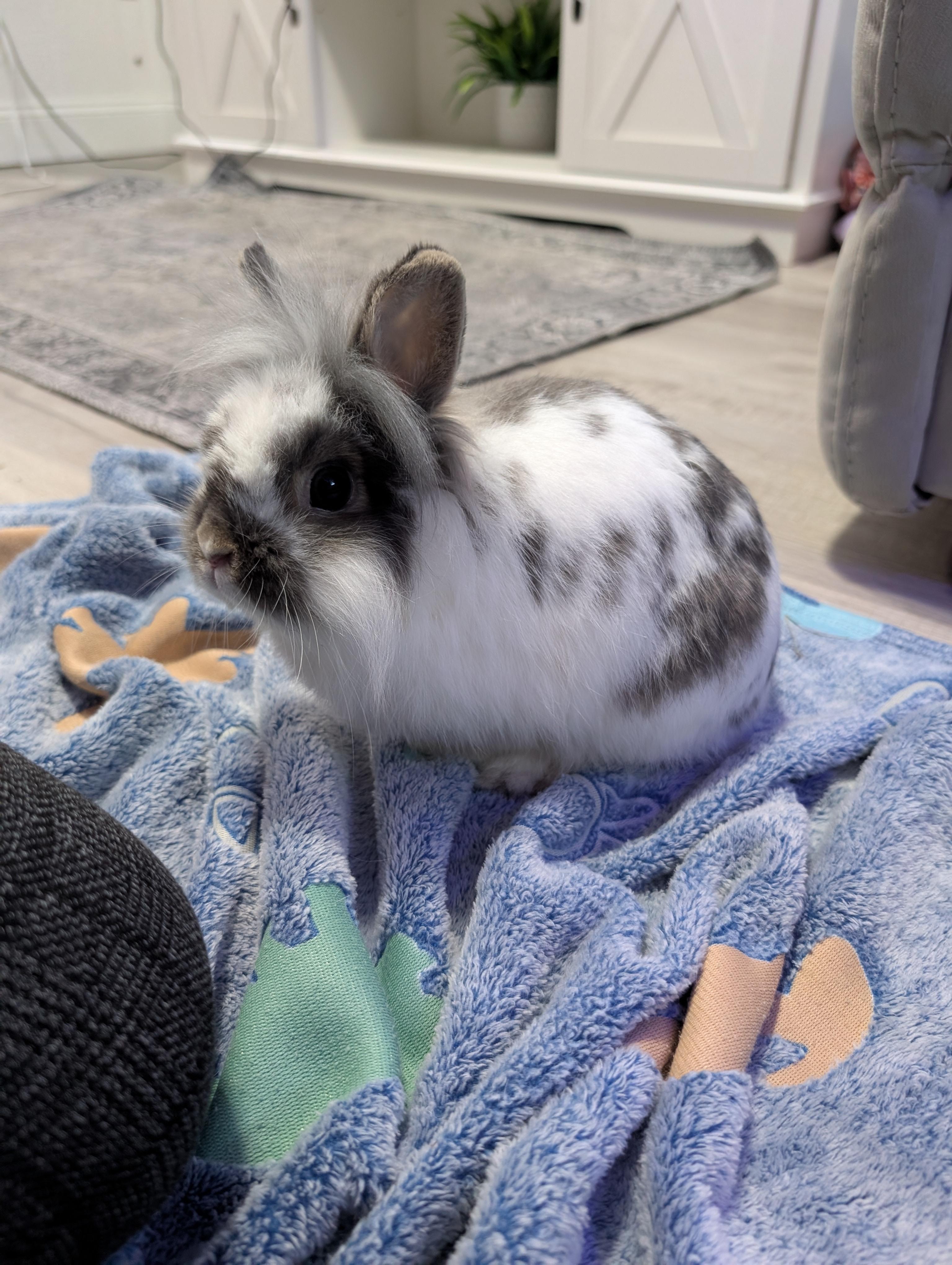 Enlarge Blank, an adopted mixed breed in Canal Fulton, OH image 2/3