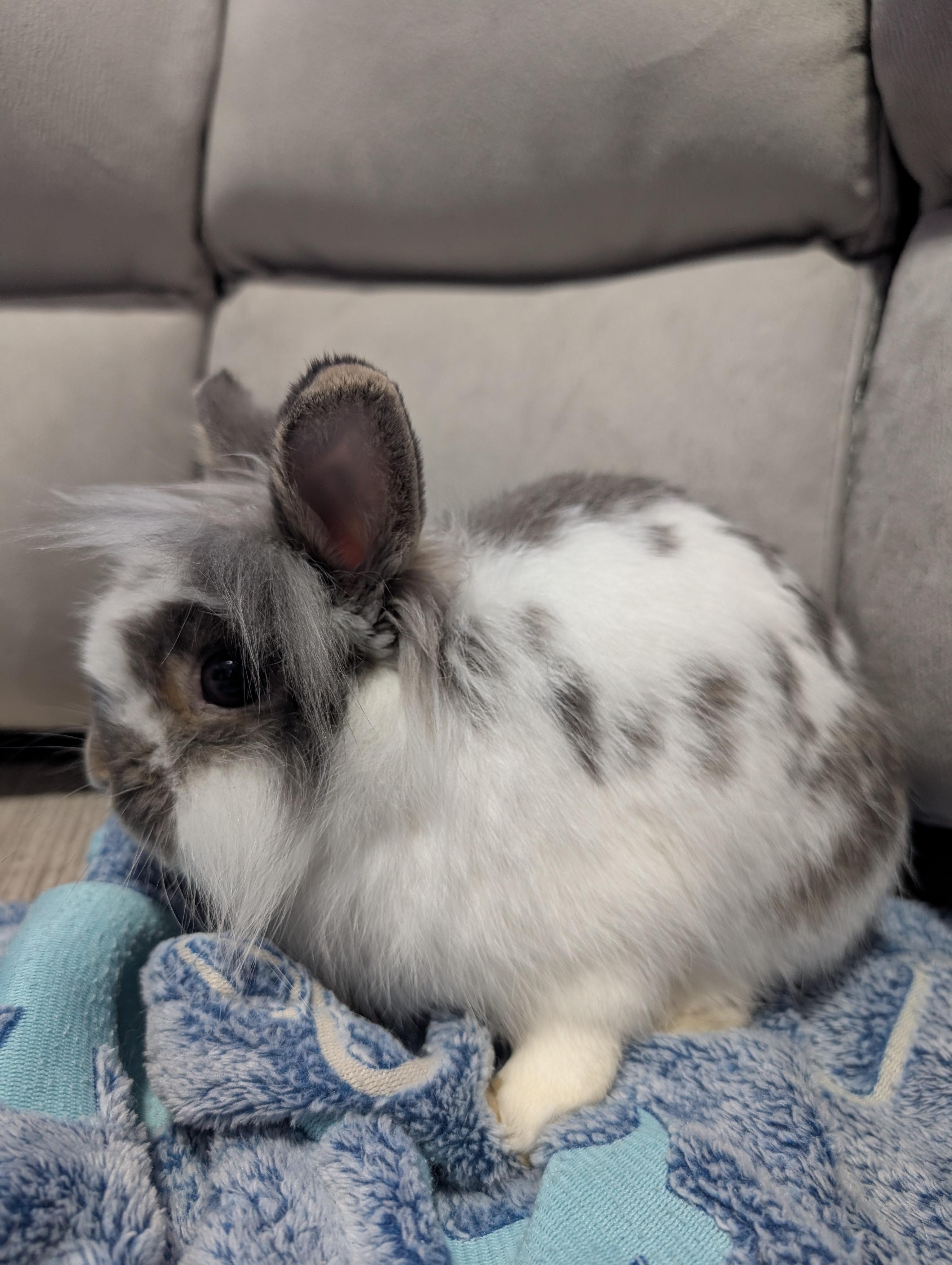 Enlarge Blank, an adopted mixed breed in Canal Fulton, OH image 3/3