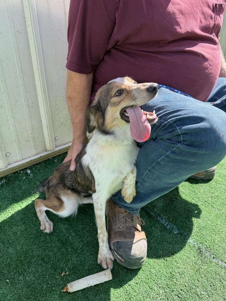 Dorothy, Adoptable, Young Female Australian Shepherd & Collie.