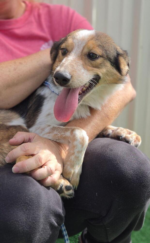 Enlarge Dorothy, a Adoptable mixed breed in Waterloo, IL image 2/3