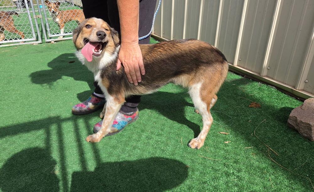 Enlarge Dorothy, a Adoptable mixed breed in Waterloo, IL image 3/3