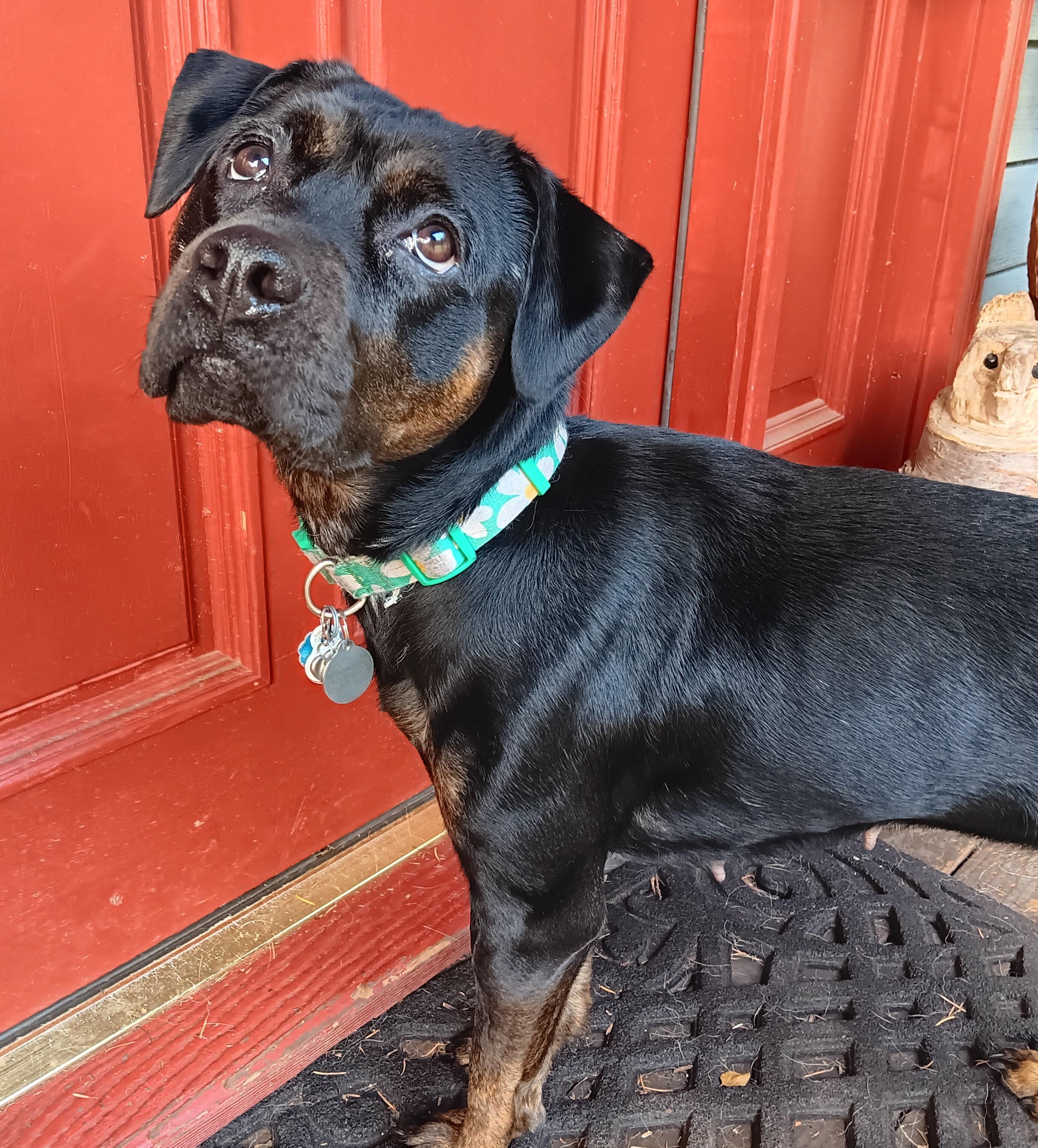 Jade, a Adoptable mixed breed in Seahurst, WA image 2/5