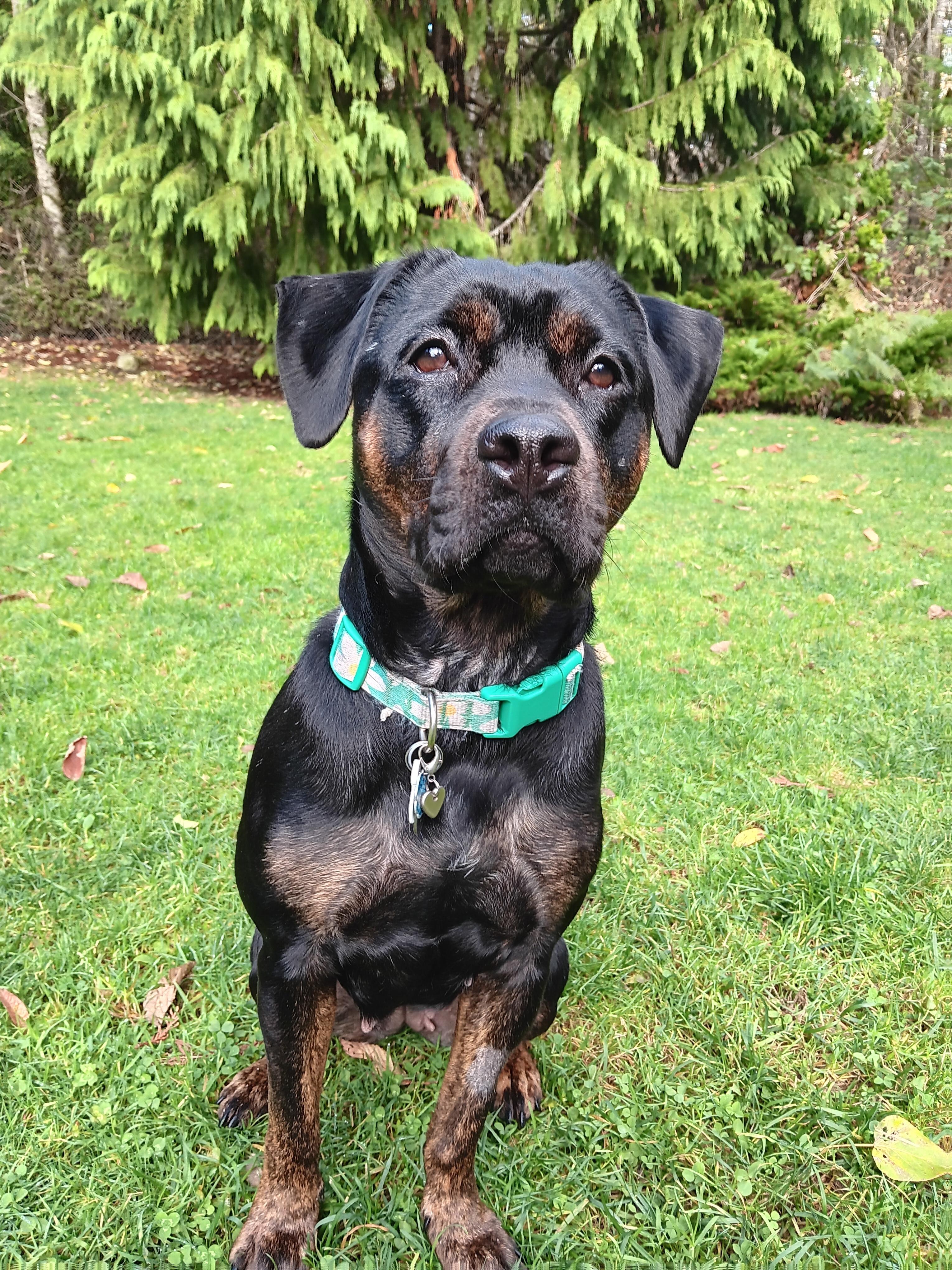 Jade, Adoptable, Young Female Rottweiler & Pit Bull Terrier.