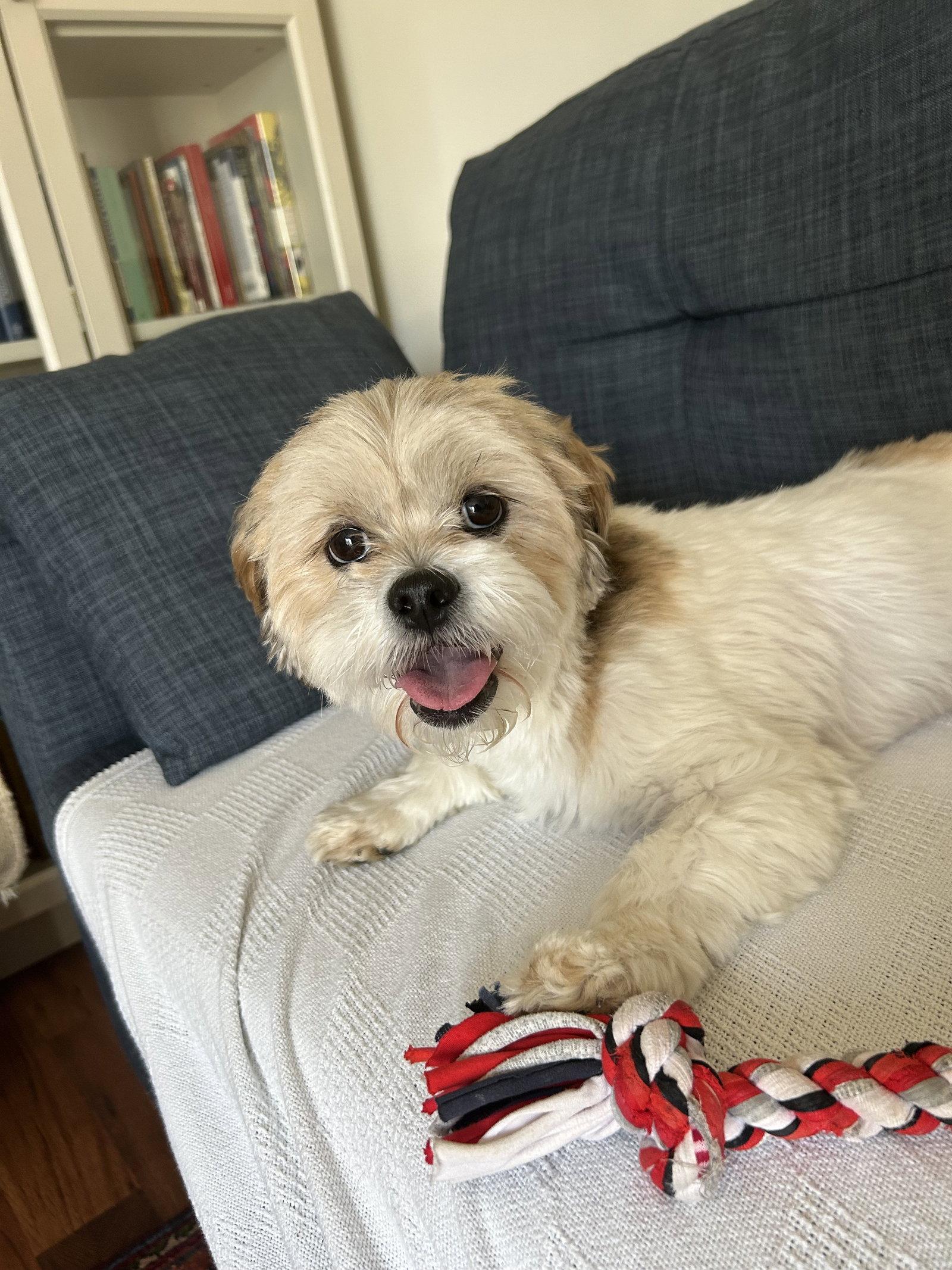 Enlarge Meira-OS, a Adoptable Shih Tzu in Pataskala, OH image 1/3