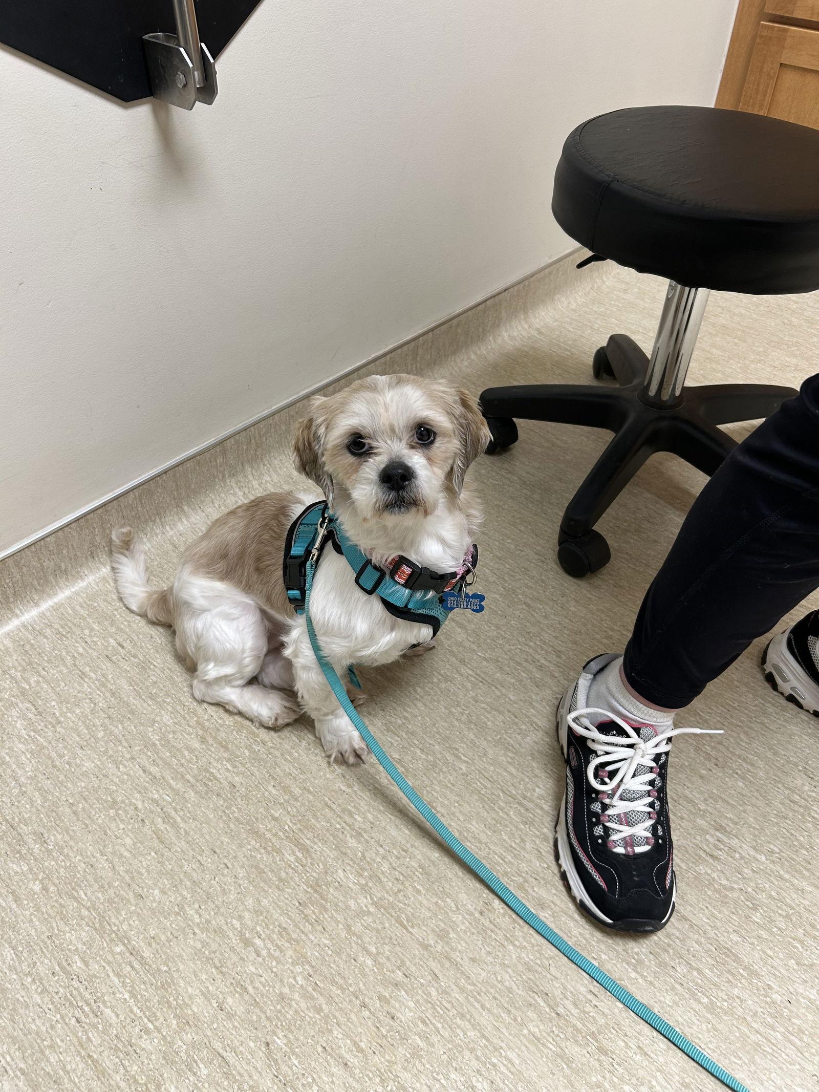 Meira-OS, Adoptable, Young Female Shih Tzu.