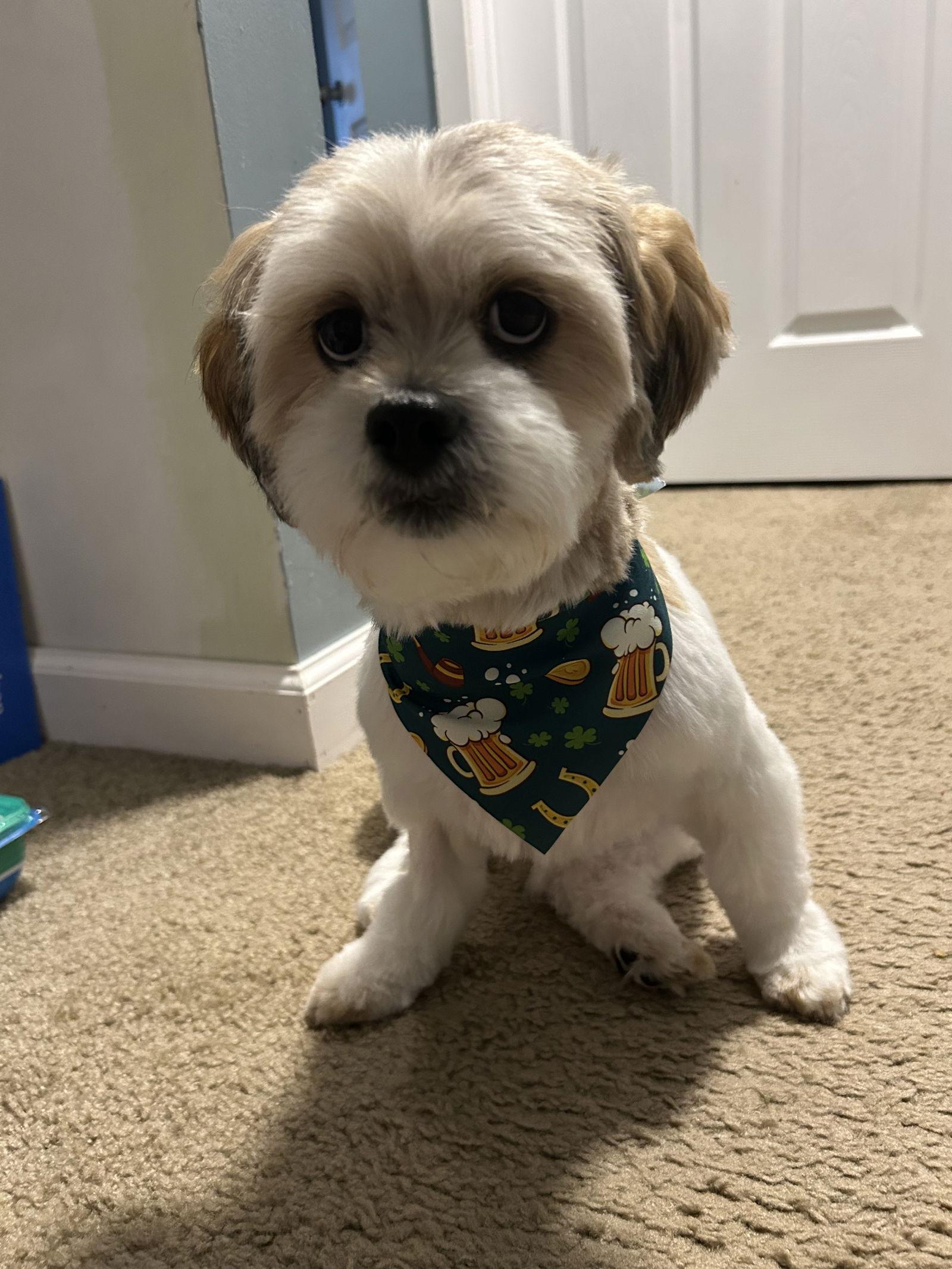 Enlarge Meira-OS, a Adoptable Shih Tzu in Pataskala, OH image 2/3