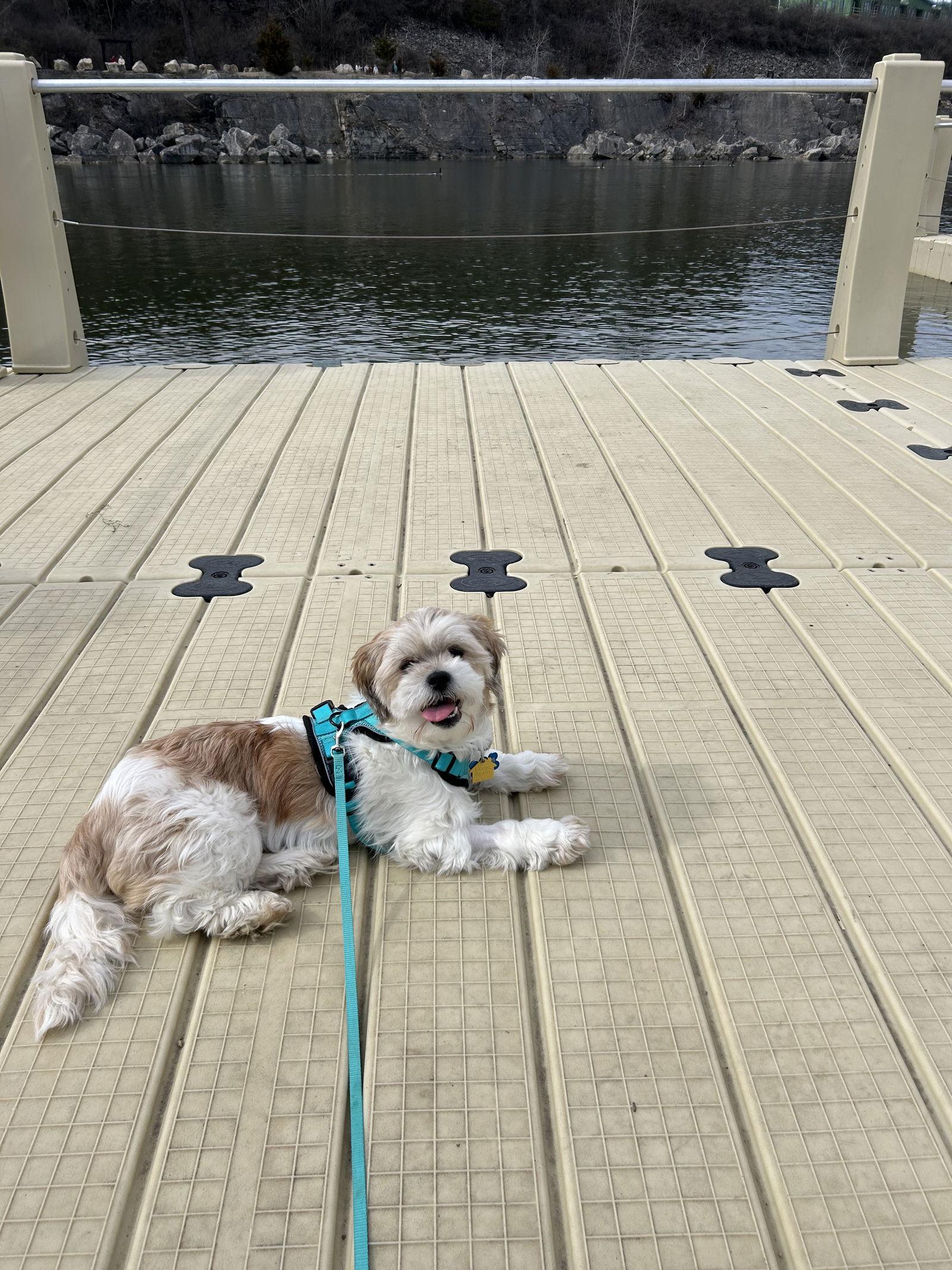 Enlarge Meira-OS, a Adoptable Shih Tzu in Pataskala, OH image 3/3