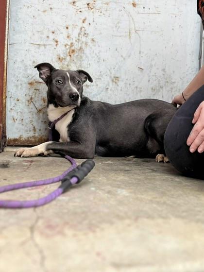 Enlarge Laura, a Adoptable mixed breed in Bartlesville, OK image 1/2