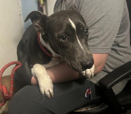 Laura, Adoptable, Adult Female Pit Bull Terrier & Mixed Breed.