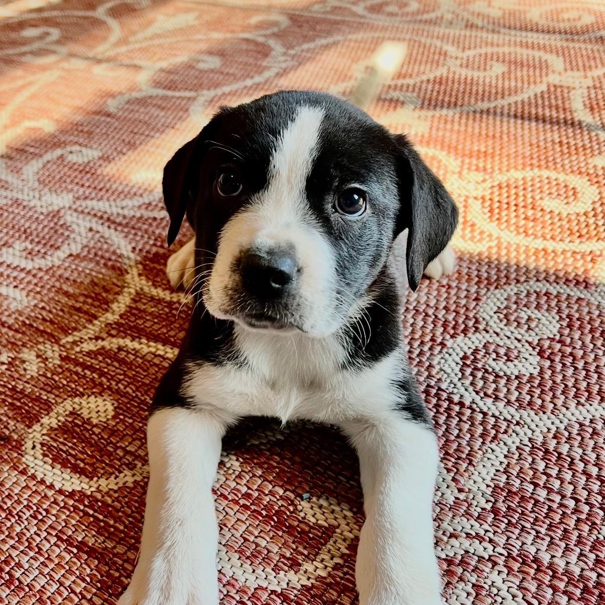 Shiloh , Adoptable, Puppy Male Border Collie & Terrier.