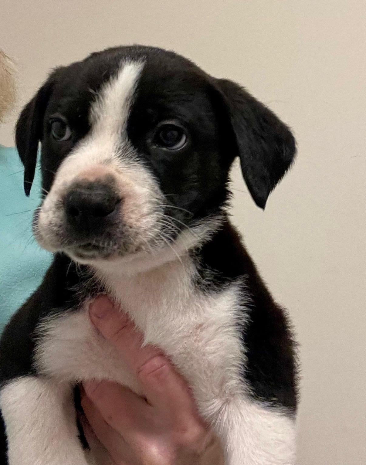 Enlarge Shiloh , a Adoptable mixed breed in Hamilton , NJ image 1/1