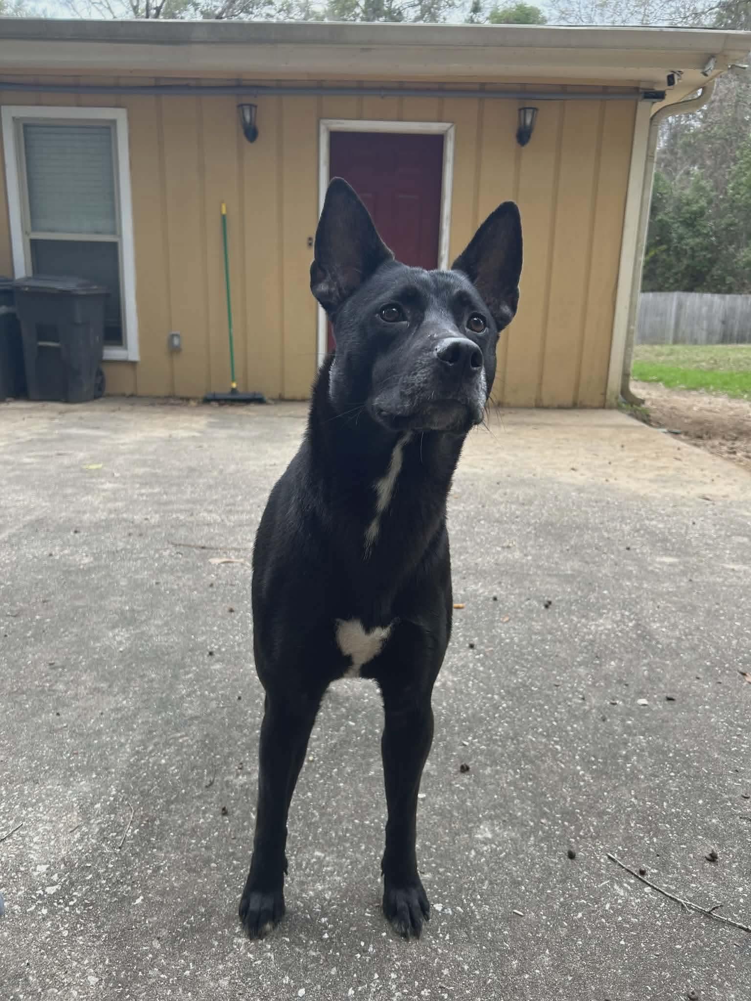 Enlarge Lucy, a ADOPTABLE mixed breed in Mobile, AL image 4/4