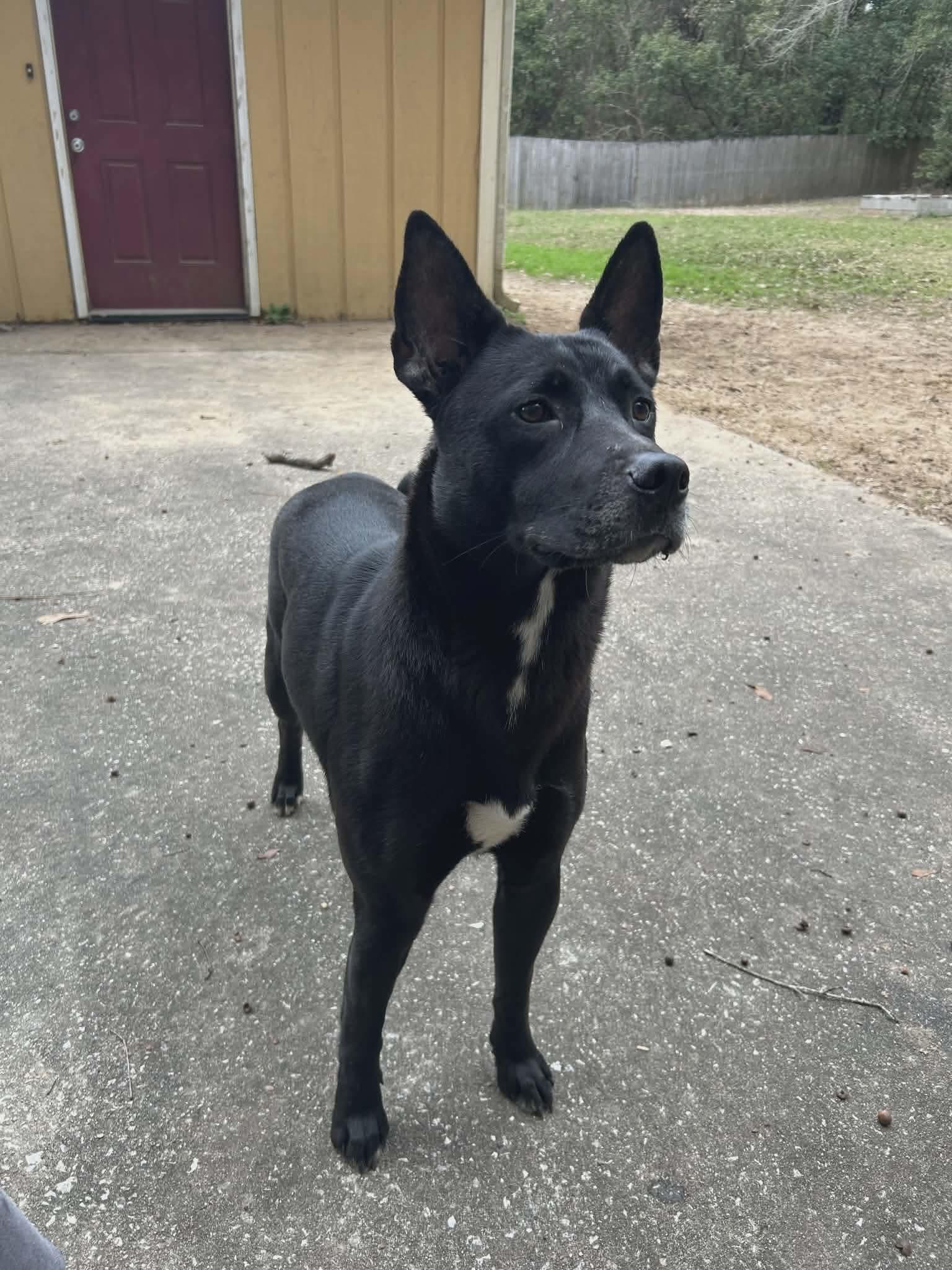 Enlarge Lucy, a ADOPTABLE mixed breed in Mobile, AL image 3/4