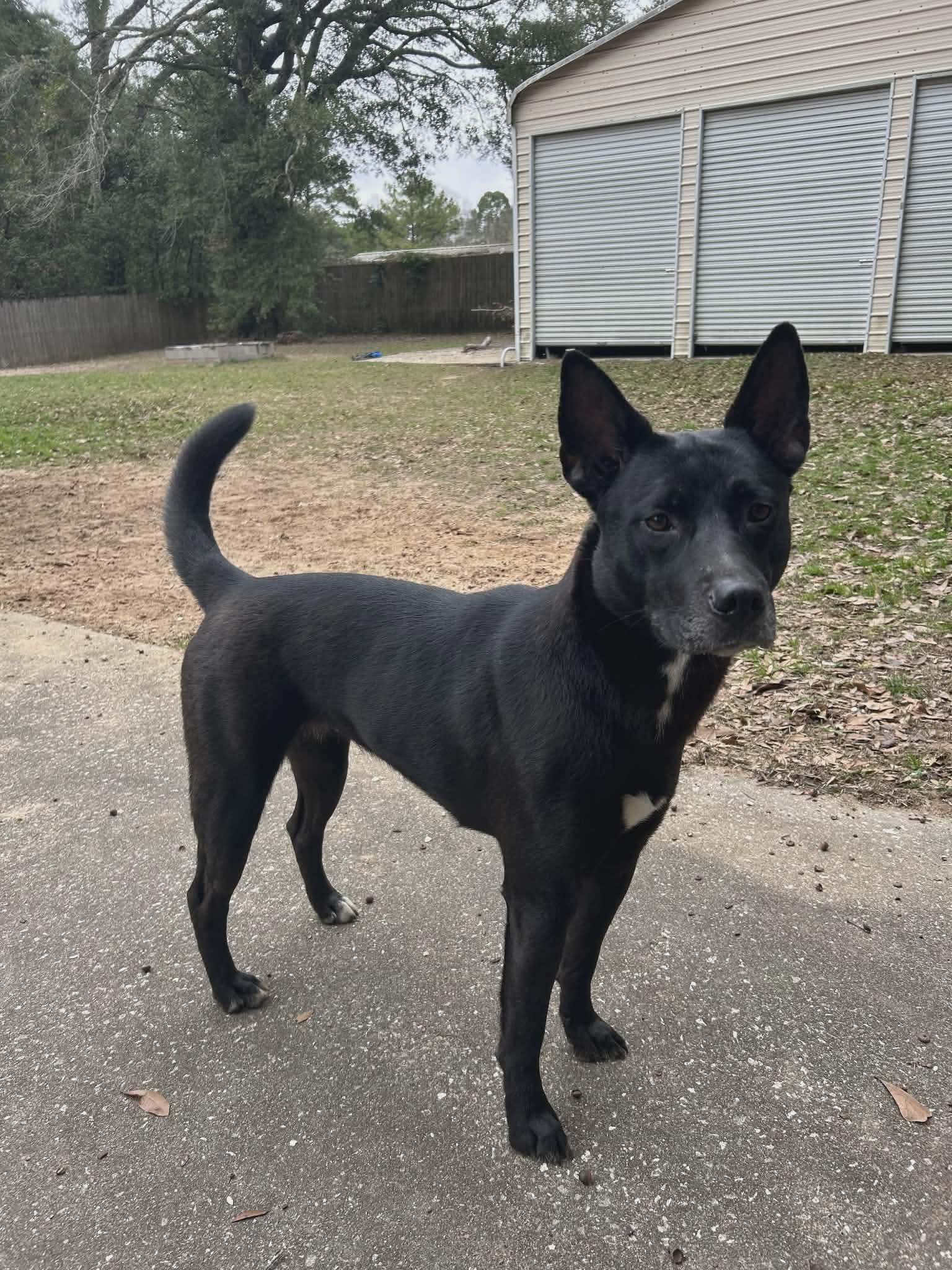 Enlarge Lucy, a ADOPTABLE mixed breed in Mobile, AL image 2/4