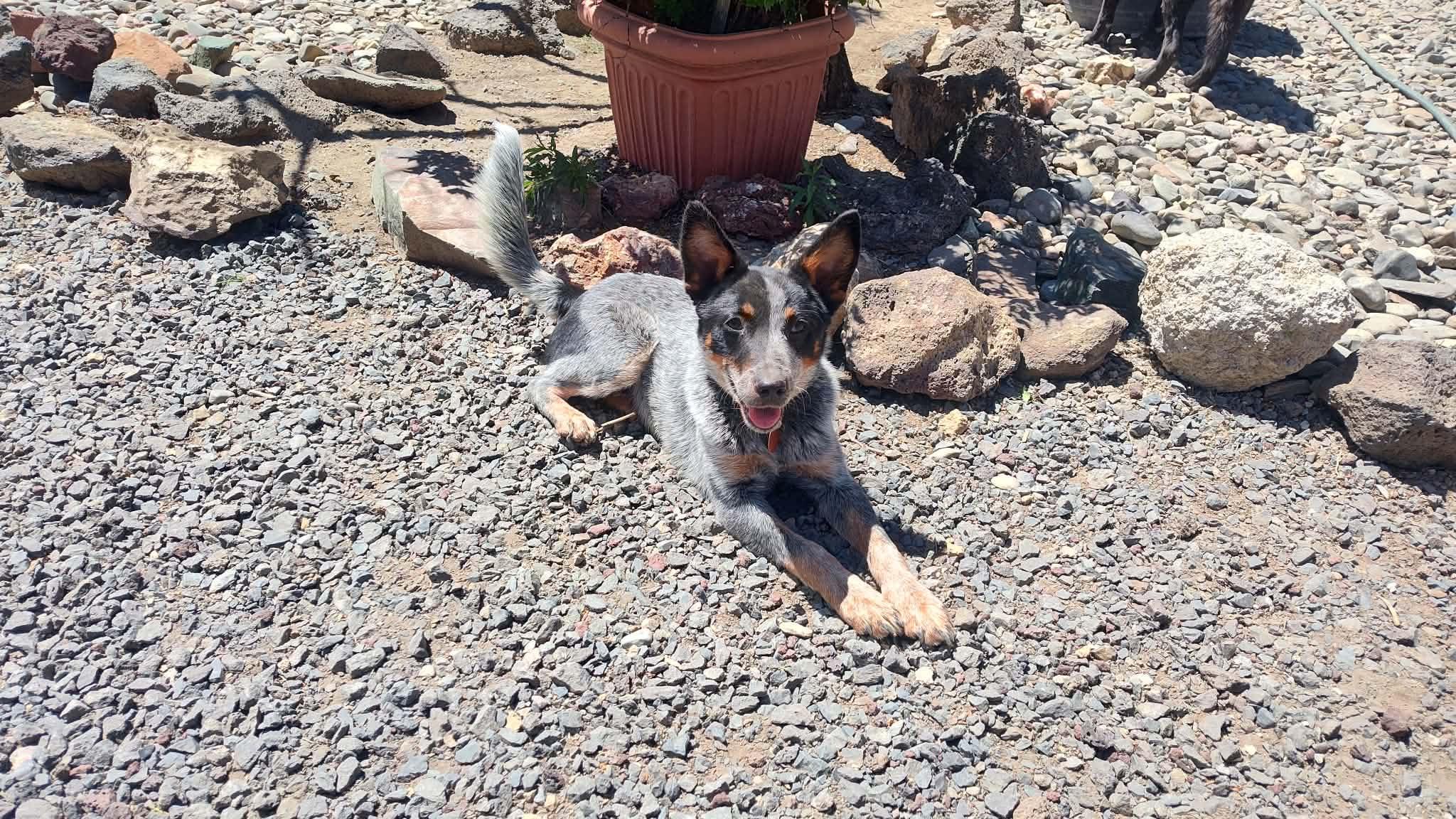 Sausage, ADOPTABLE, Puppy Male Australian Cattle Dog / Blue Heeler.