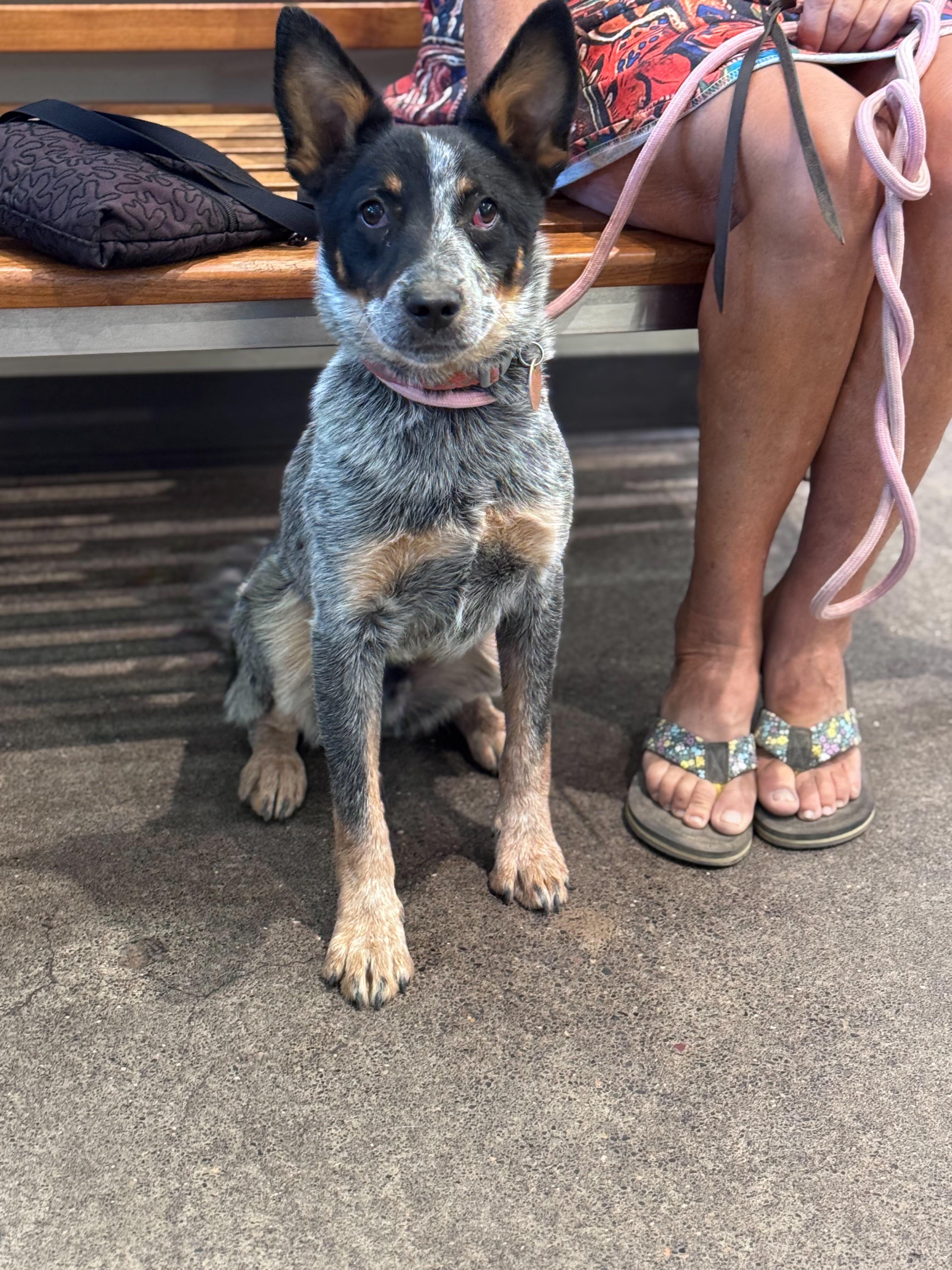 Sausage, an adoptable mixed breed in Bend, OR image 1/3