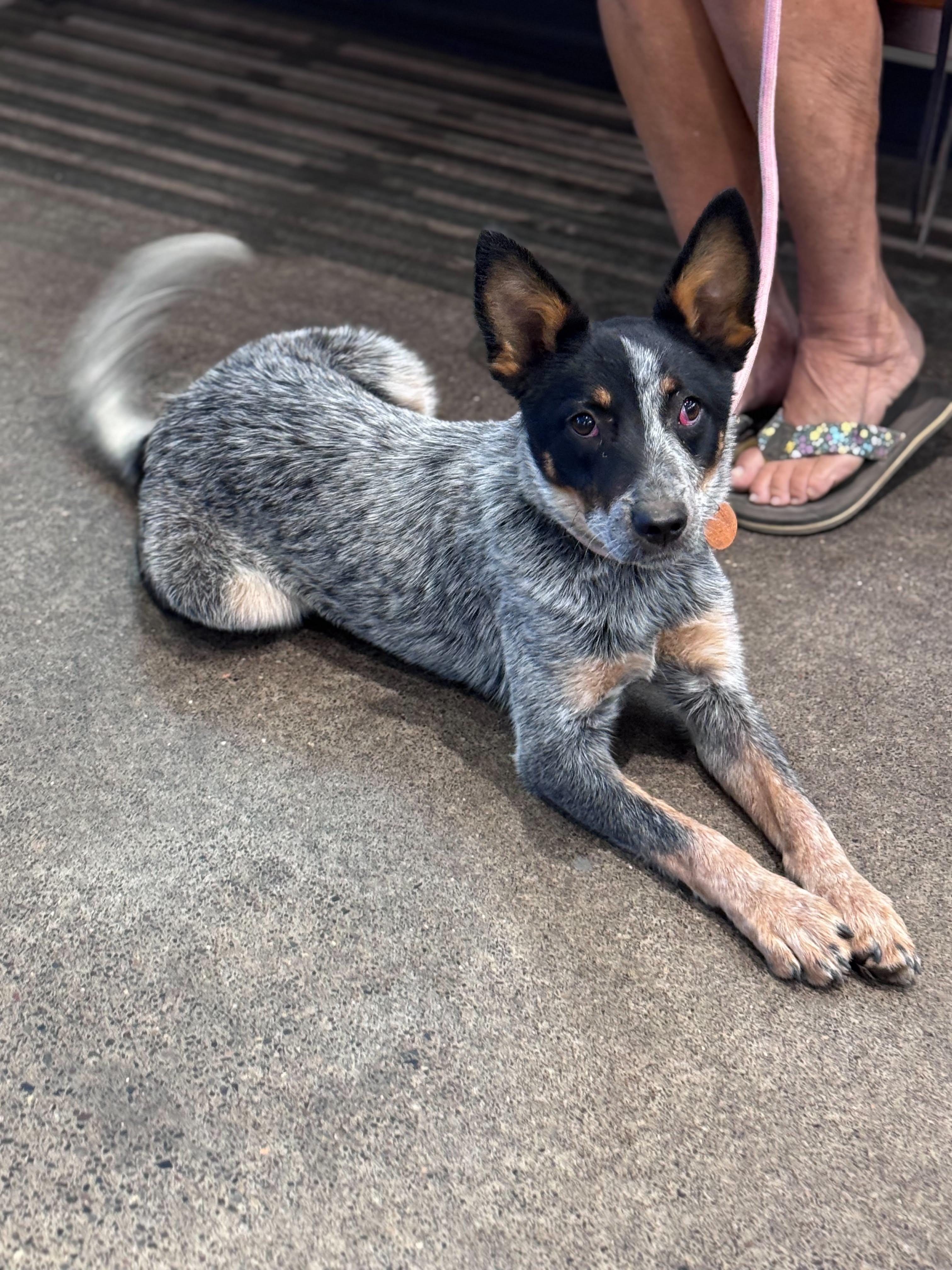 Sausage, an adoptable mixed breed in Bend, OR image 3/3