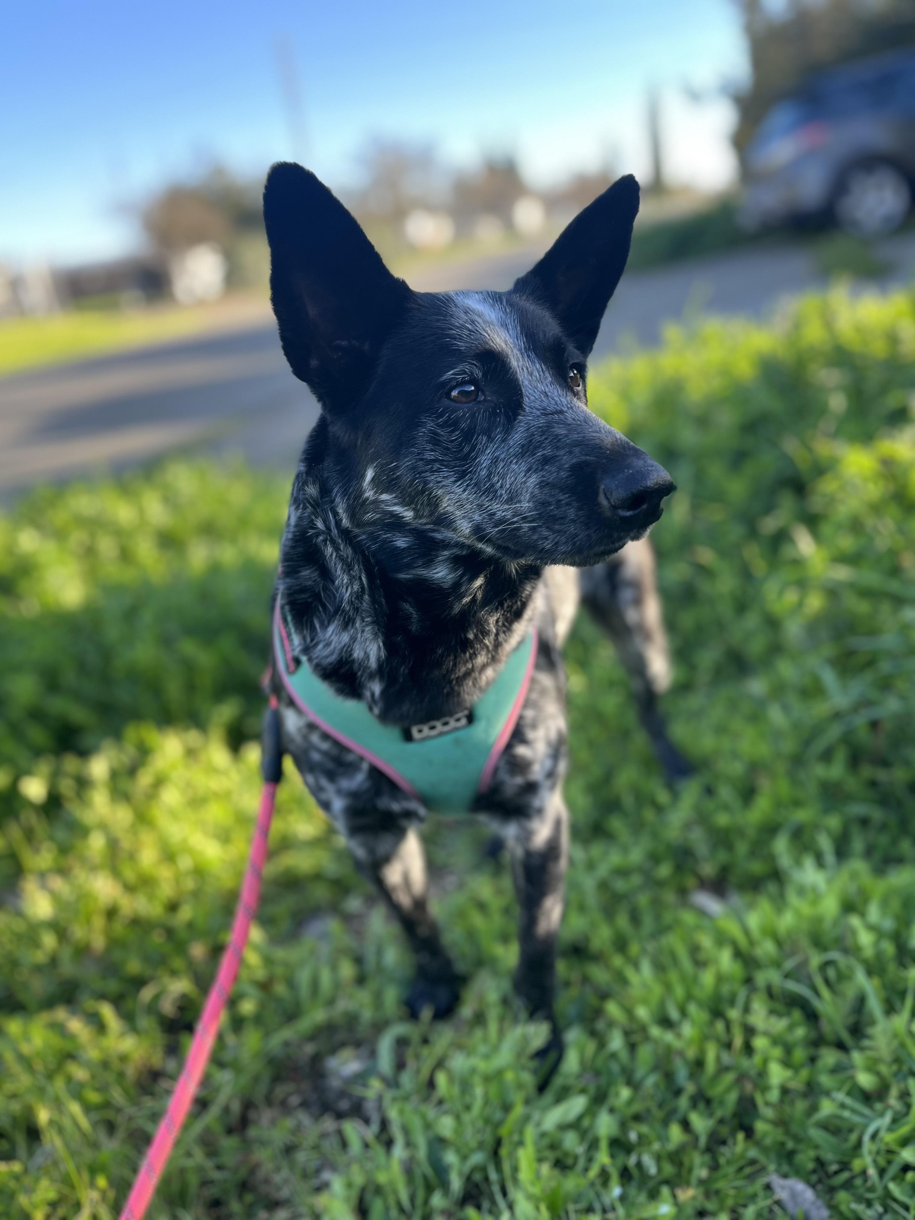 Enlarge Salome, a Adoptable Australian Cattle Dog / Blue Heeler in Rough And Ready, CA image 1/5