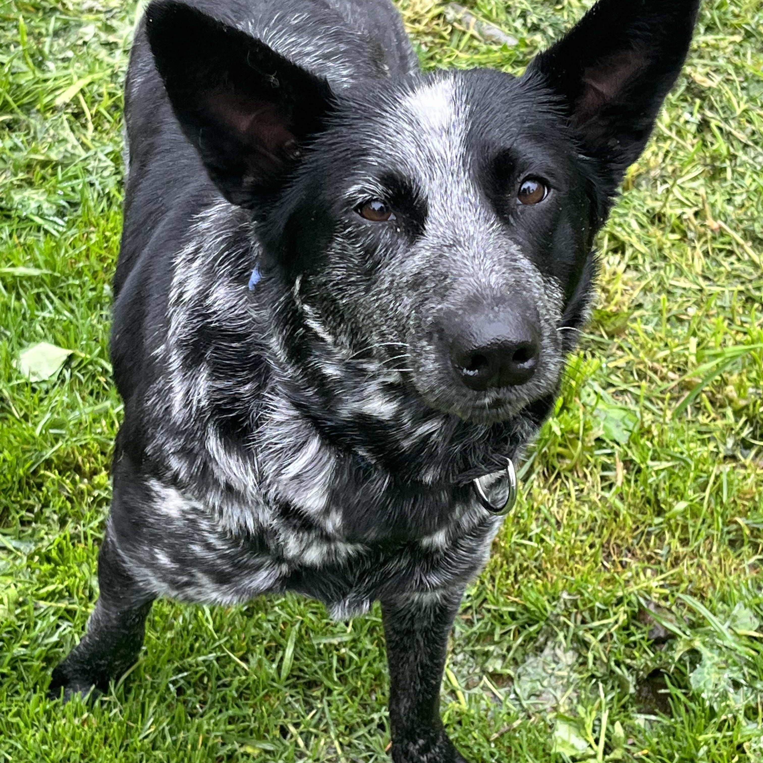 Enlarge Salome, a Adoptable Australian Cattle Dog / Blue Heeler in Rough And Ready, CA image 2/5