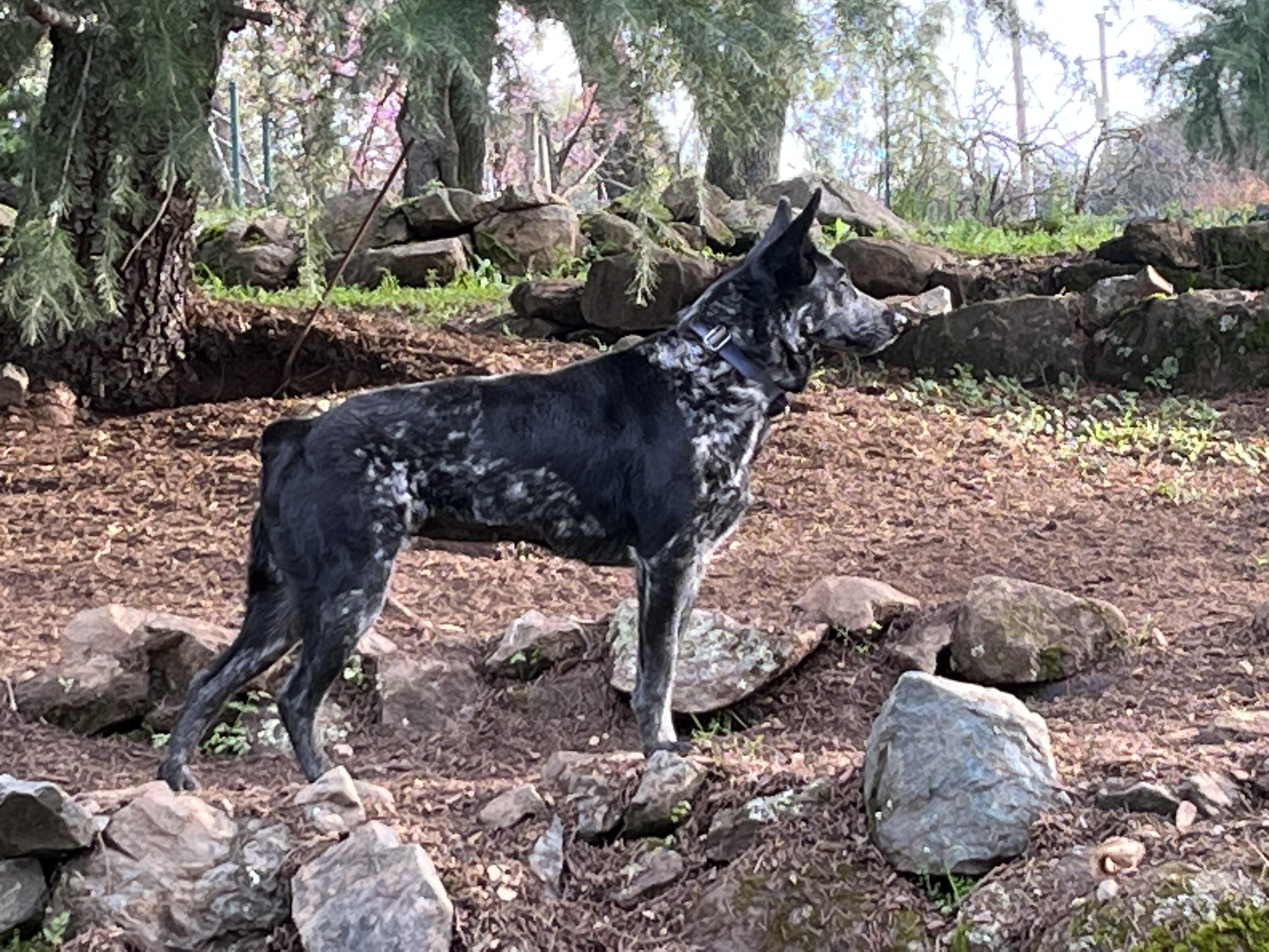 Enlarge Salome, a Adoptable Australian Cattle Dog / Blue Heeler in Rough And Ready, CA image 3/5
